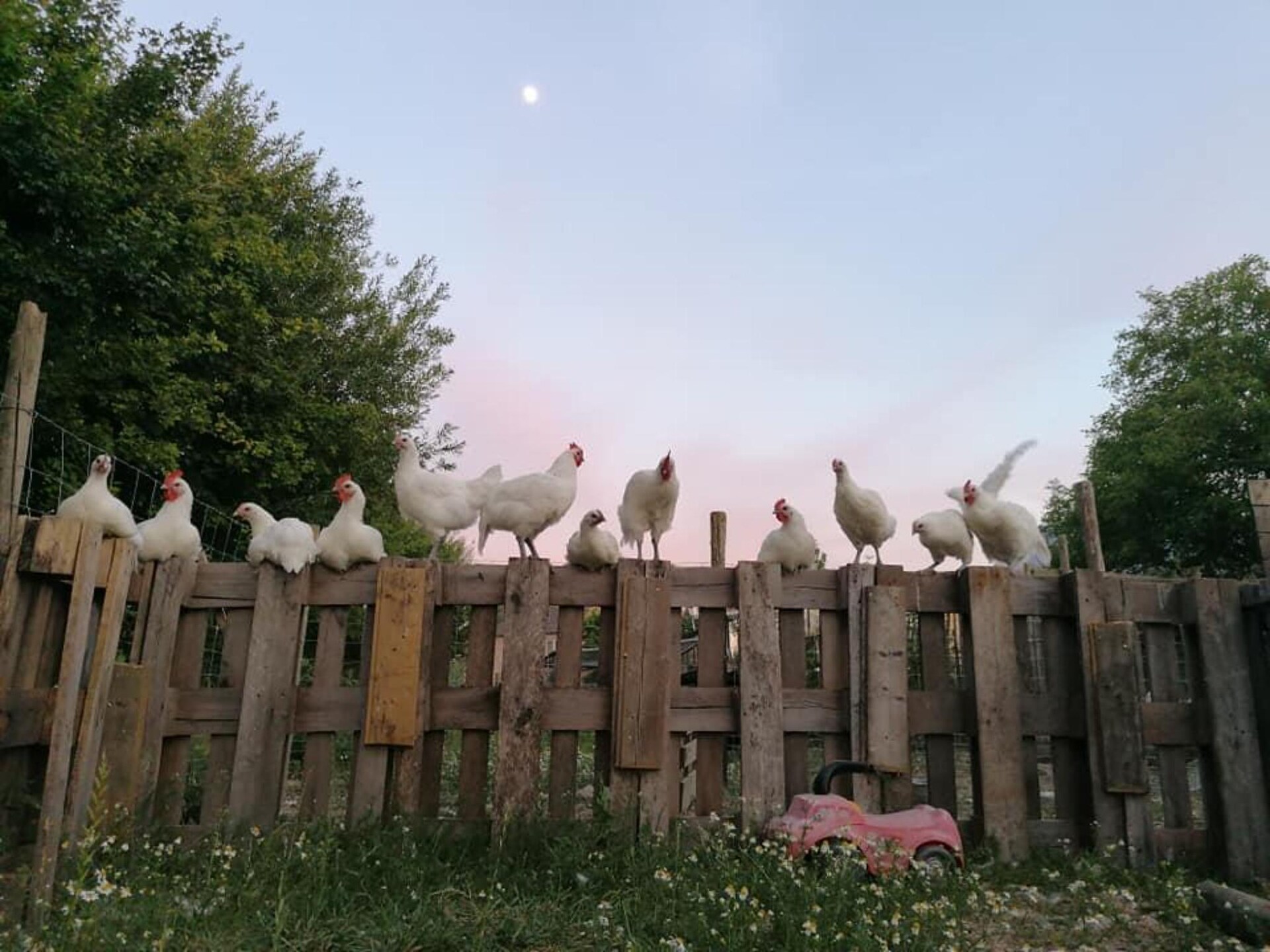 Arends Nest in Heers: knusse studio met uitzicht op alpacaweide - foto 18