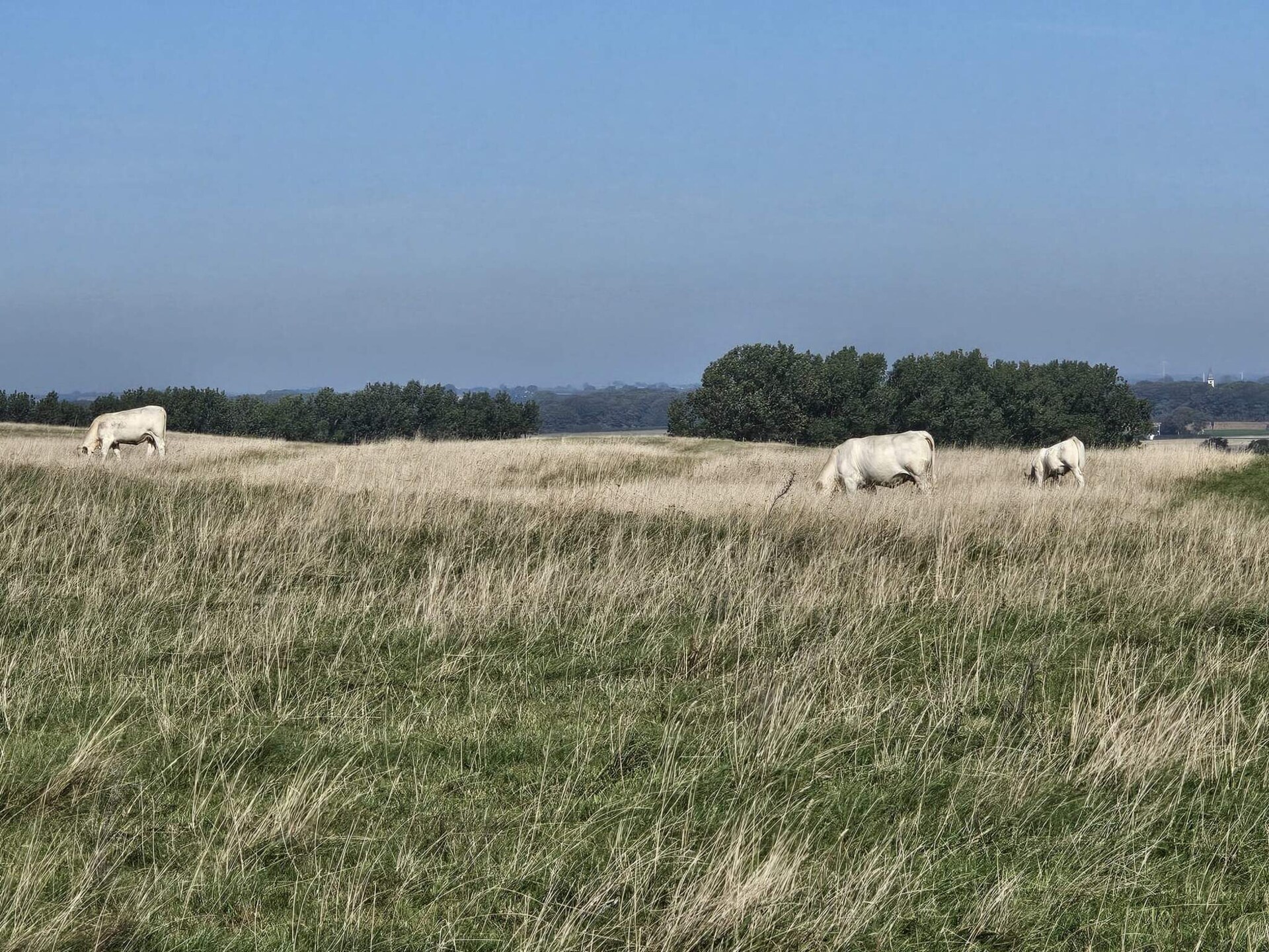 Sfeervol vakantiehuis in Ystad Sandskogen, op 600 meter van zee - foto 14