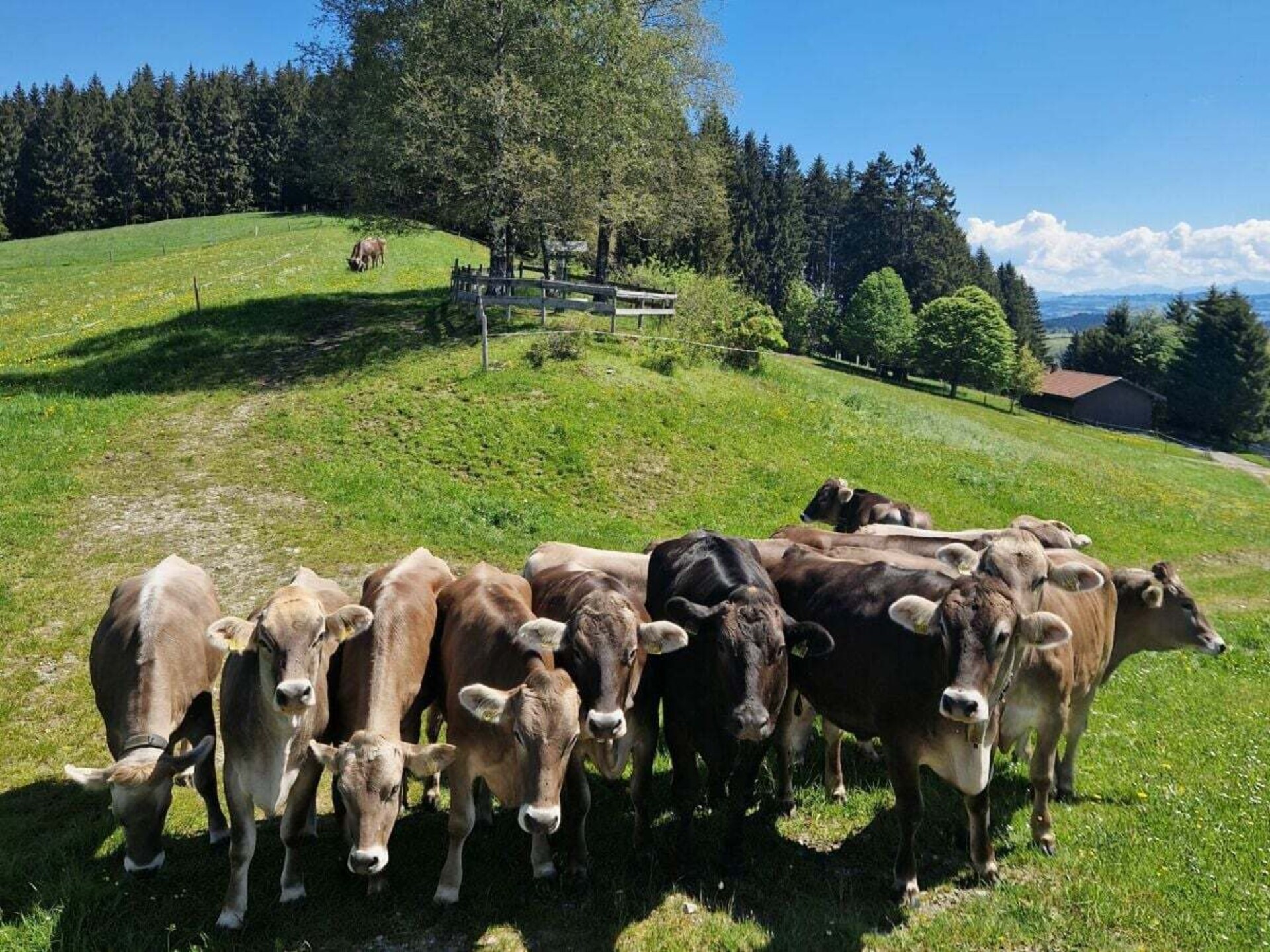 Authentiek Alpenverblijf voor 12 personen met sauna en uitzicht op de Allgäu - foto 9