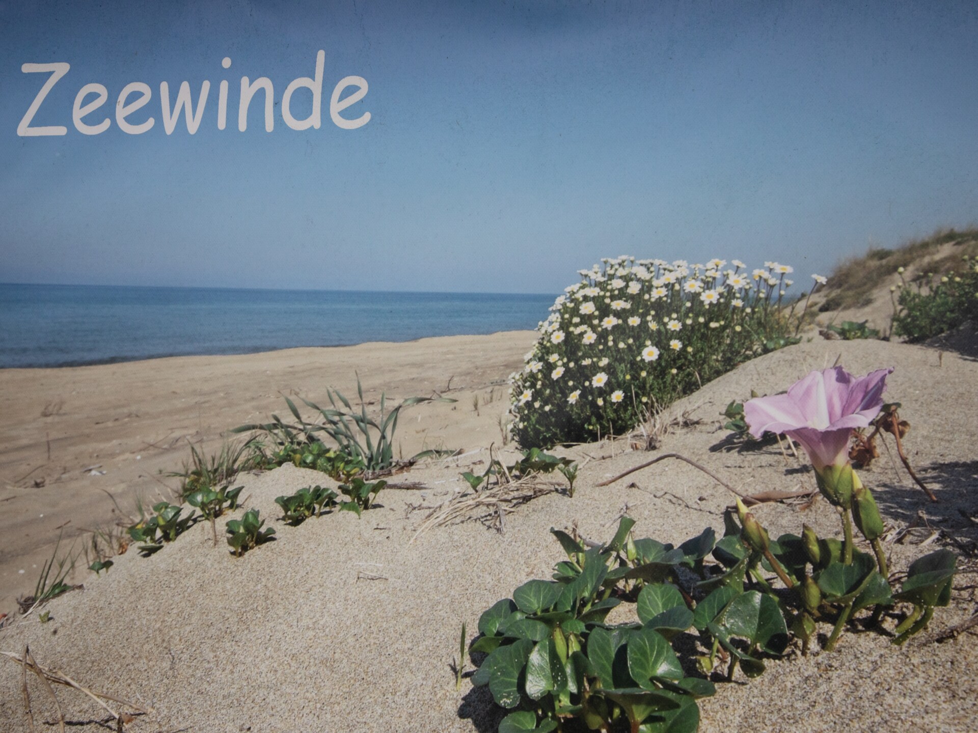 Zeewinde: Comfortabel vakantiehuis op loopafstand van het strand in Renesse - foto 29