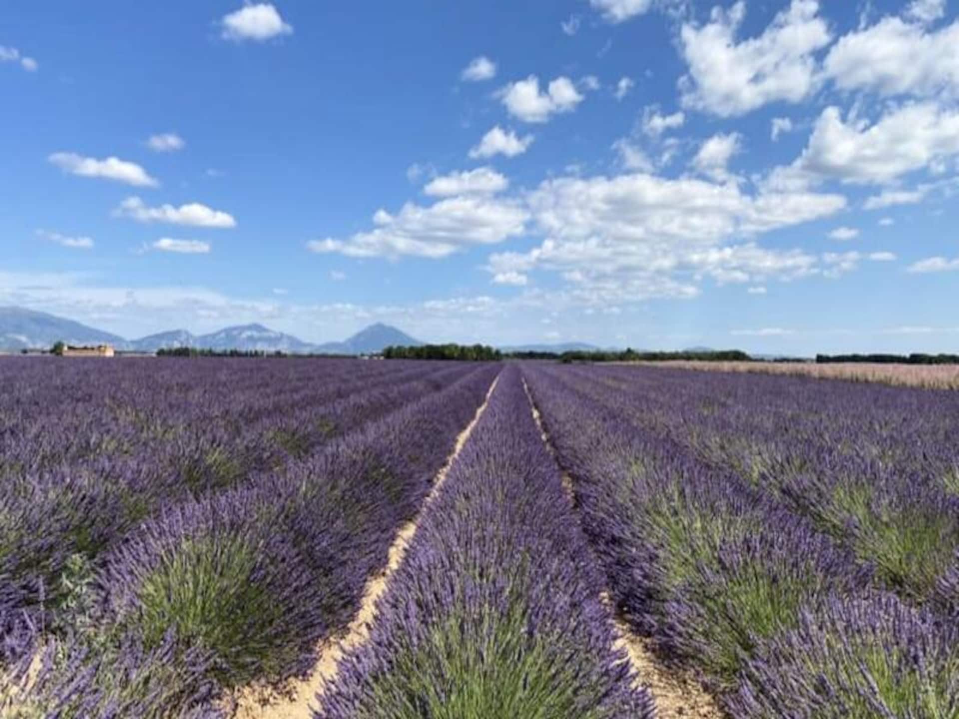 Studio in Provençaalse Mas met zwembad bij lavendelvelden Valensole - foto 24