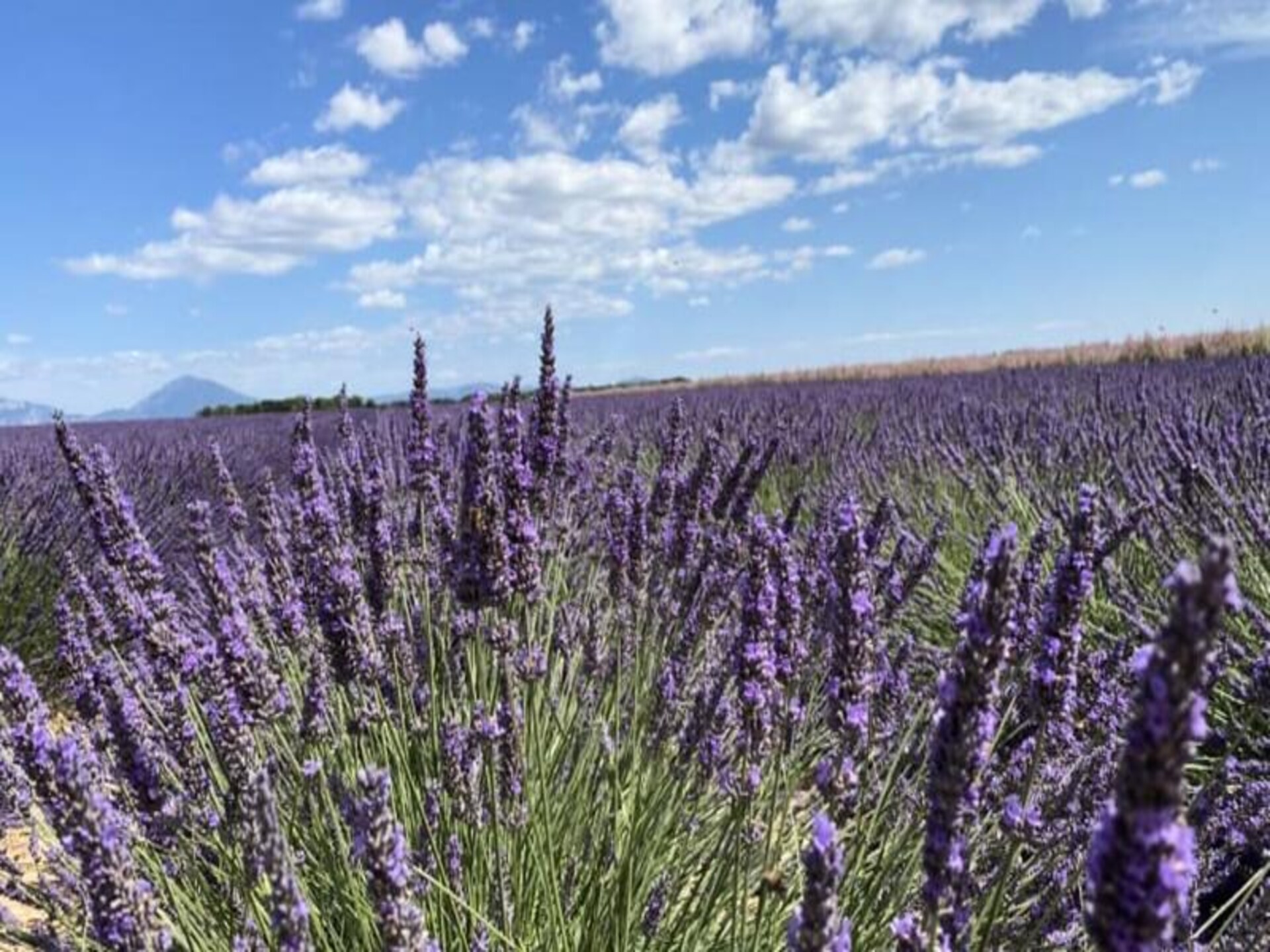 Studio in Provençaalse Mas met zwembad bij lavendelvelden Valensole - foto 26
