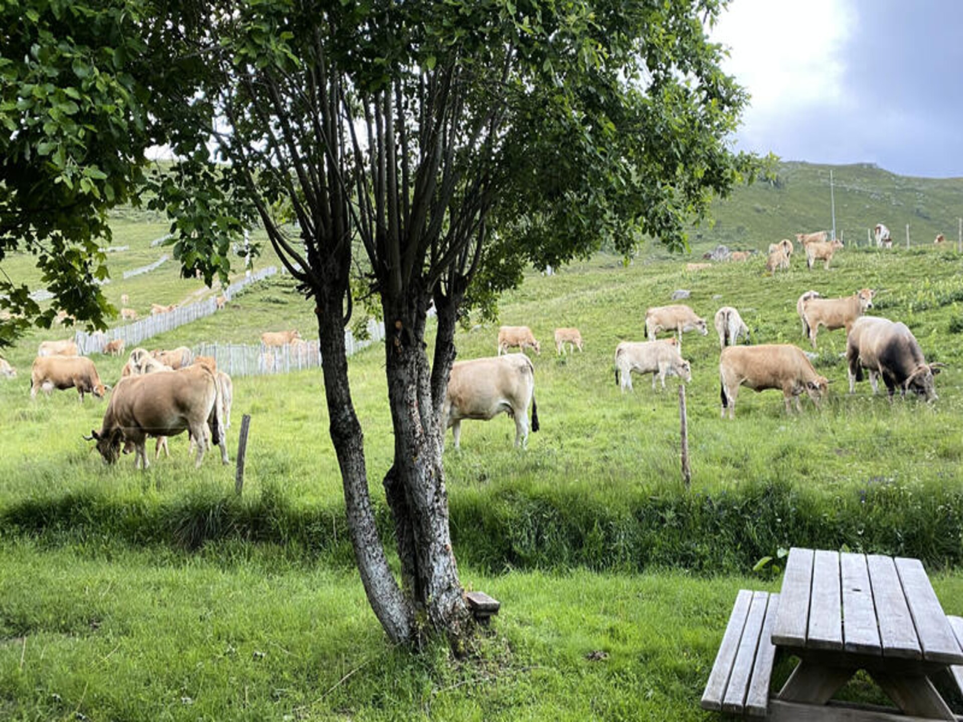 Ruime groepsaccommodatie in Albepierre-Bredons met uitzicht op Plomb du Cantal - foto 33
