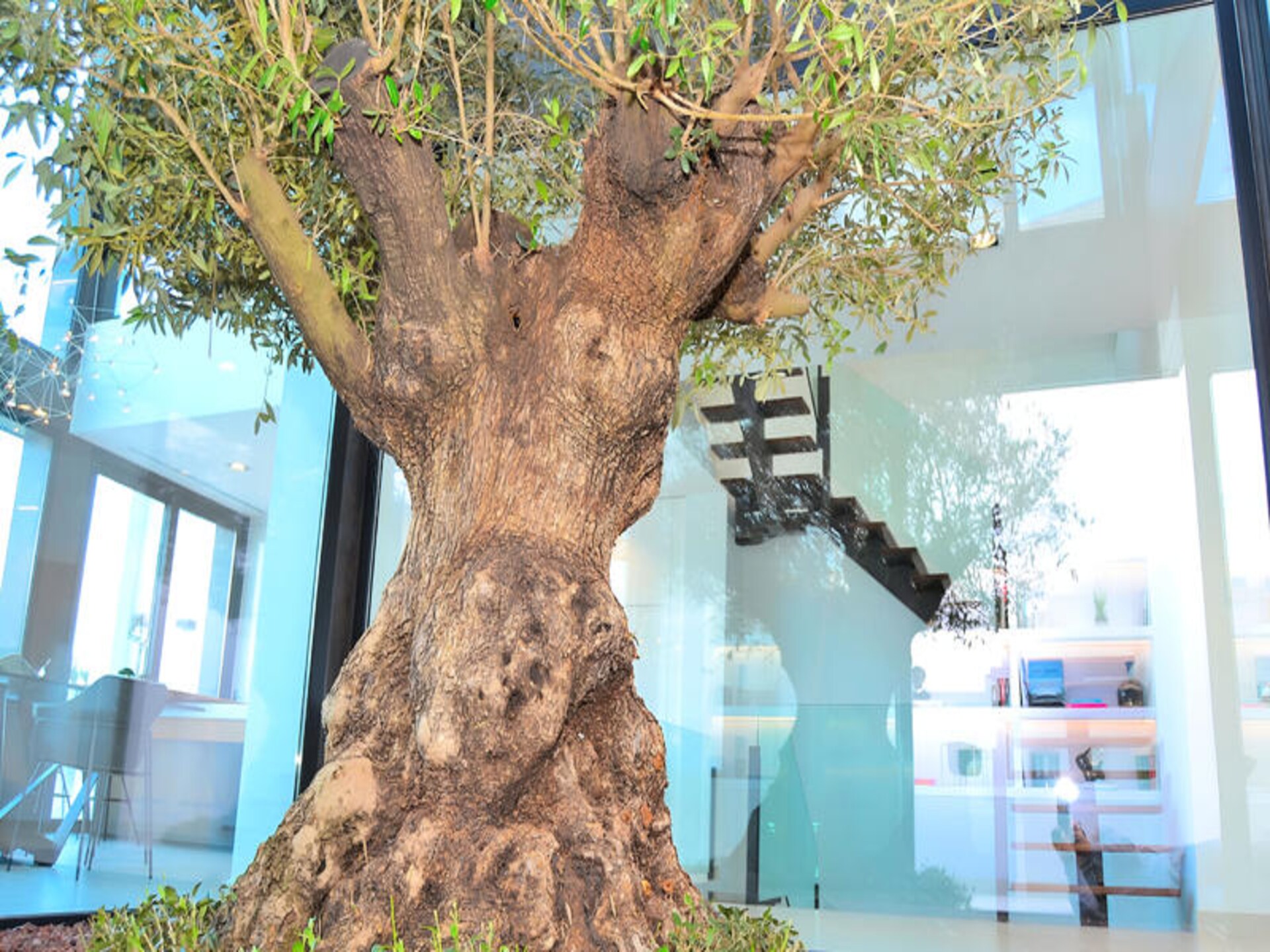 Villa Montblau: Luxe appartement met panoramisch uitzicht in Búger, Mallorca - foto 16