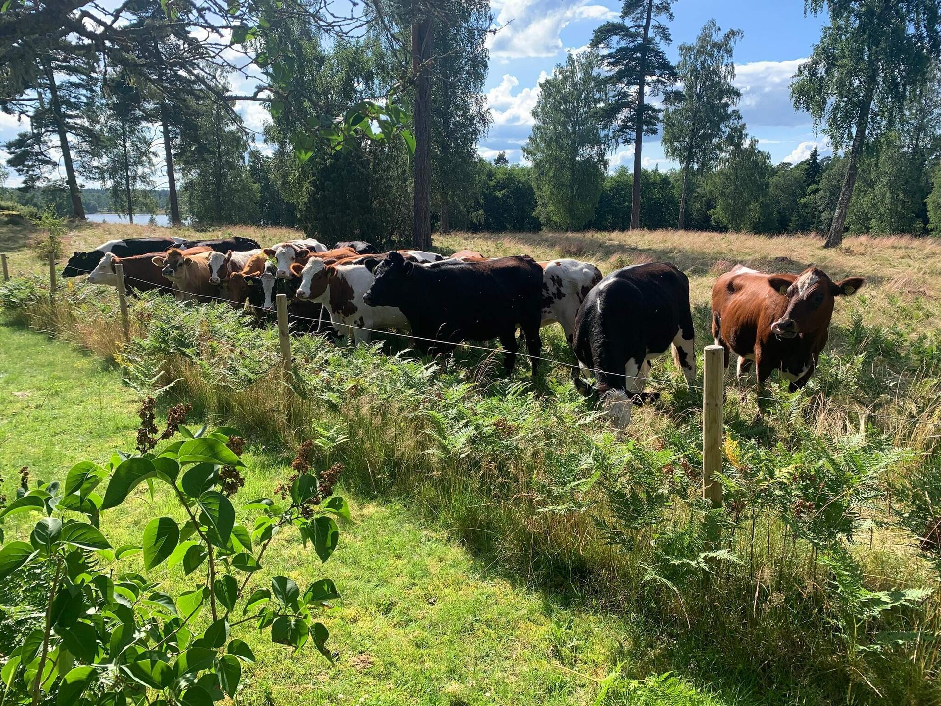 Charmant vakantiehuis bij meer in Småland met grote tuin - foto 17