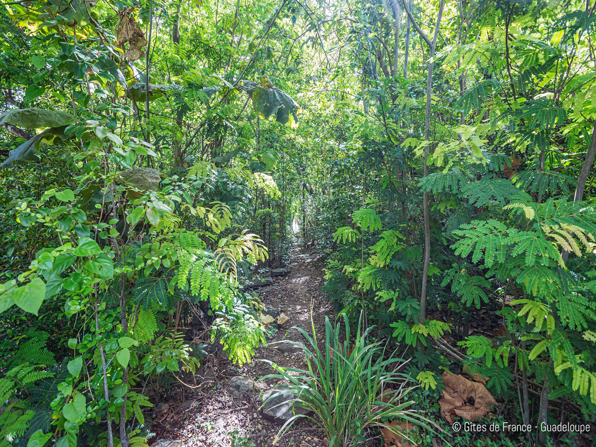 Luxe villa Guadeloupe: 17 pers., zeezicht, zwembad, 100m van strand - foto 39