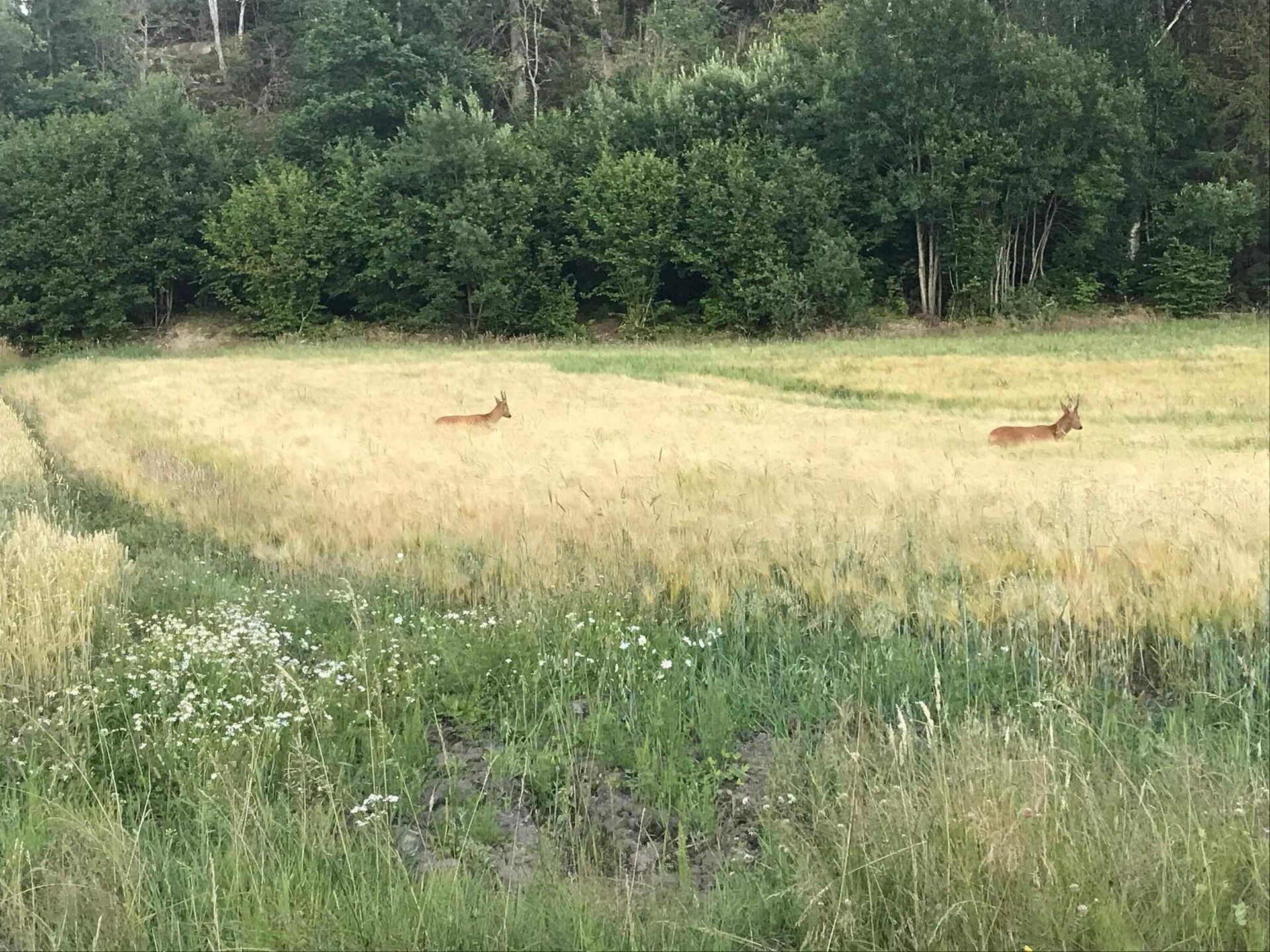 Natuurhuisje aan de golfbaan bij zee in Tanumshede - foto 25