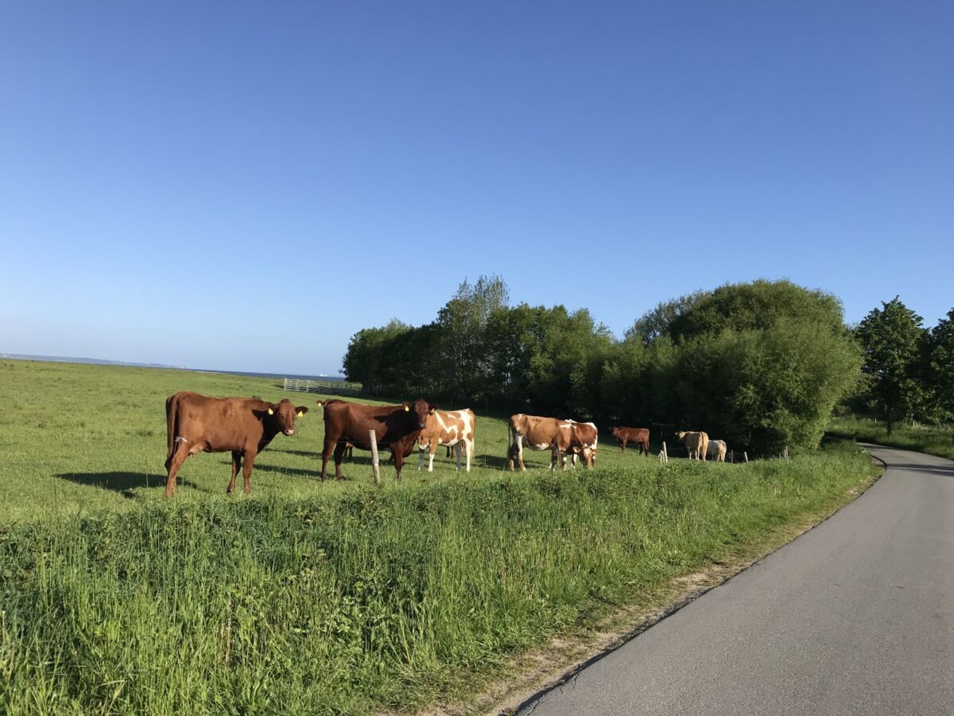 Exclusief strandhuis aan de Oostzee in Gelting met tuin en serre - foto 26