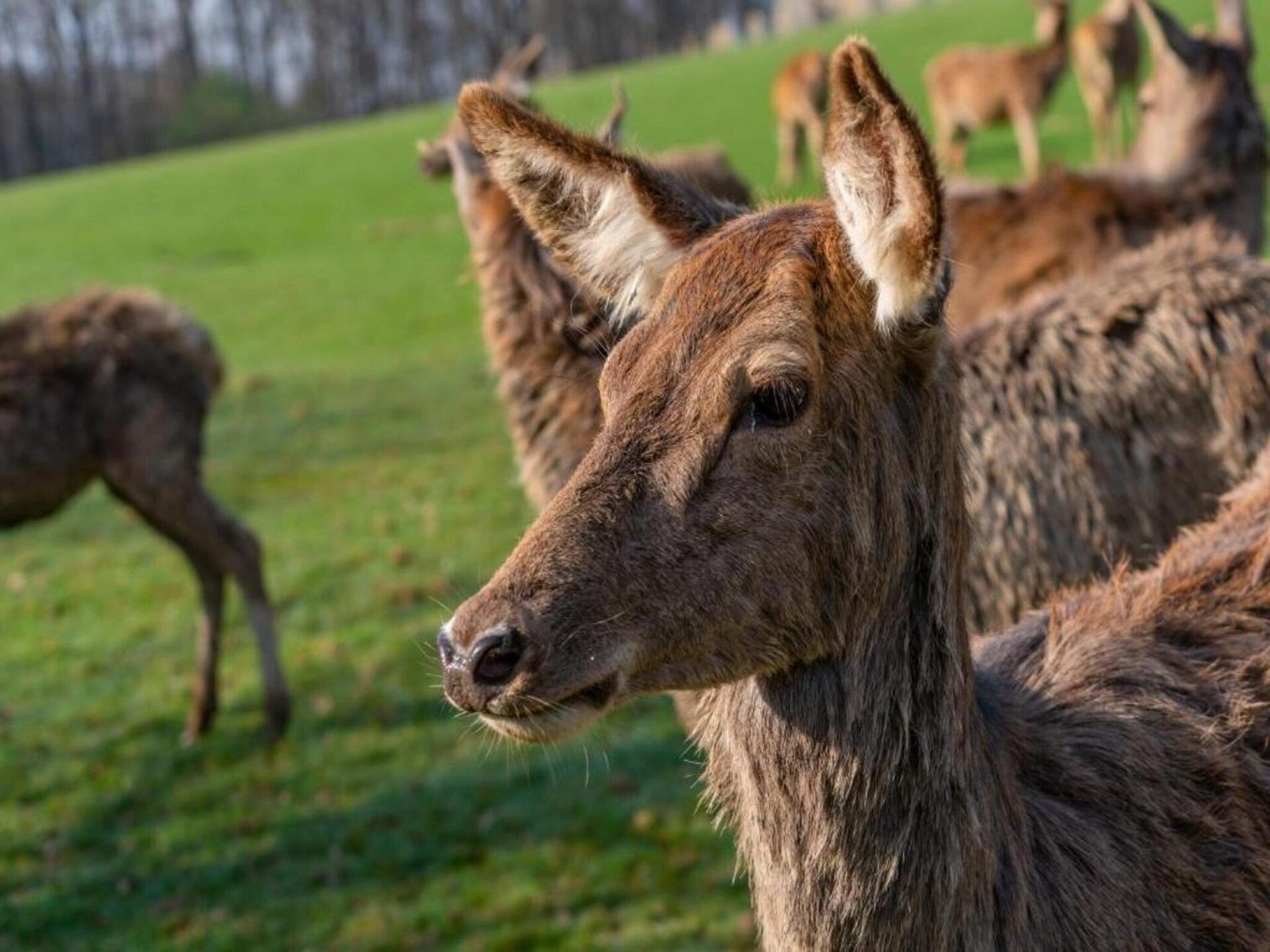 Familiekamer voor 4 in Obersteinebach – hondvriendelijk en landelijk gelegen - foto 33