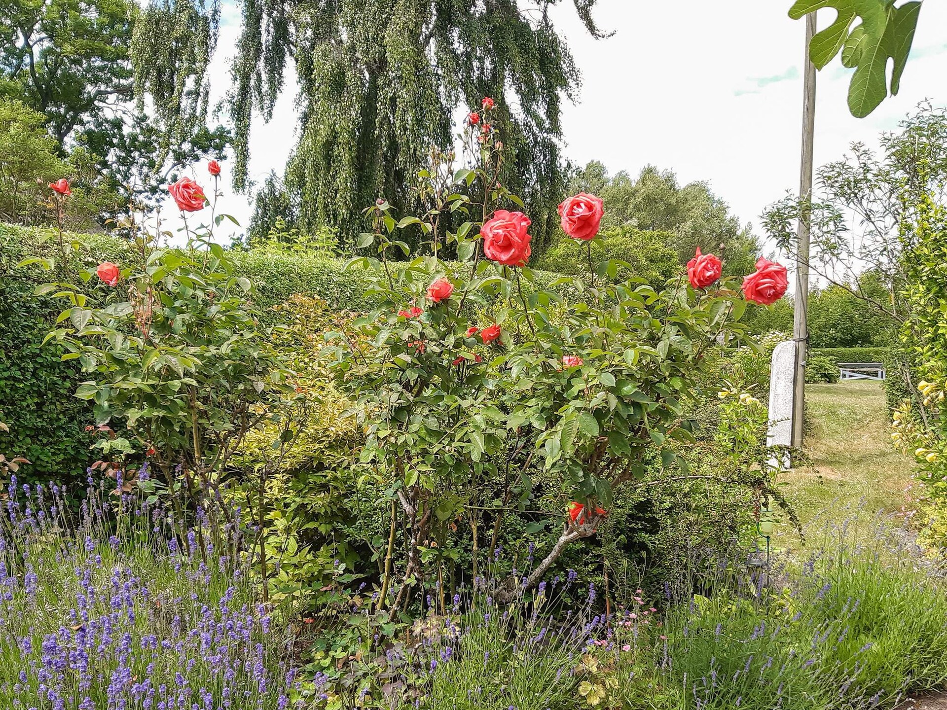 Vrijstaand vakantiehuis op Samsø met uitzicht op de golfbaan - foto 3