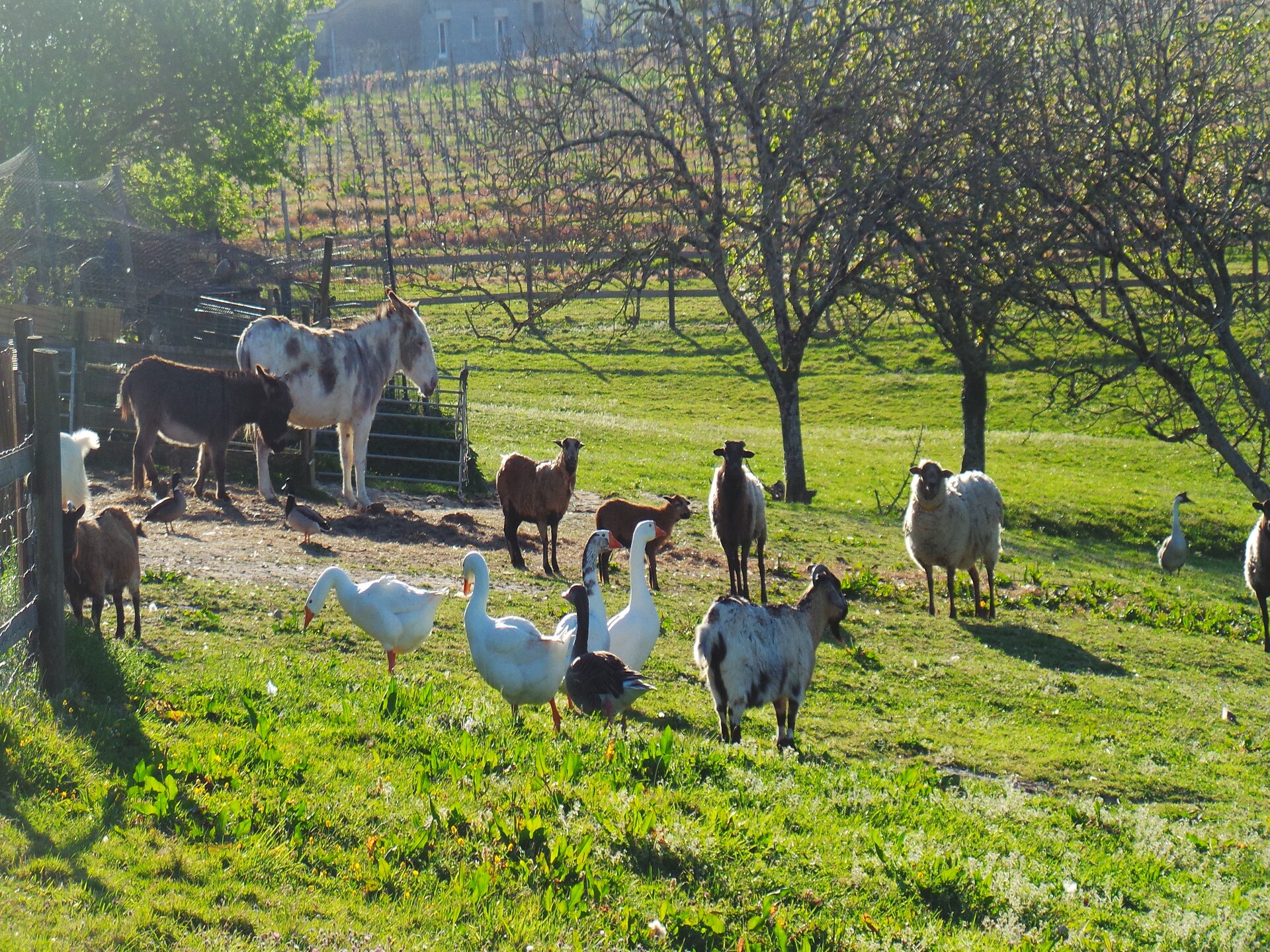 Landelijk vakantiehuis met zwembad en bubbelbad aan de Garonne-vallei - foto 50