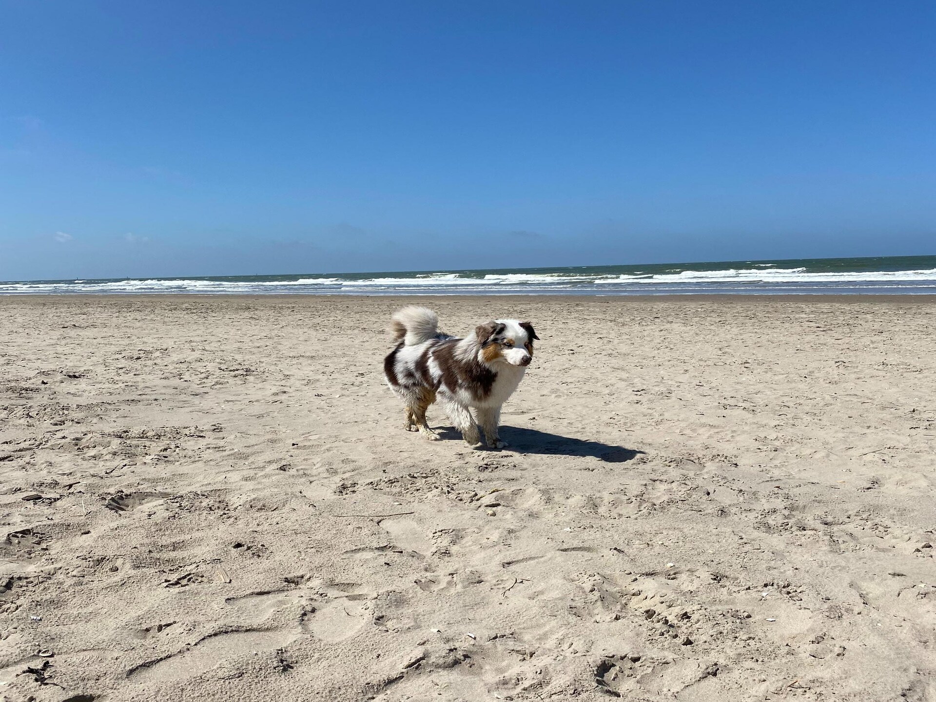 Licht vakantiehuis tussen duin en strand in Egmond aan den Hoef - foto 25