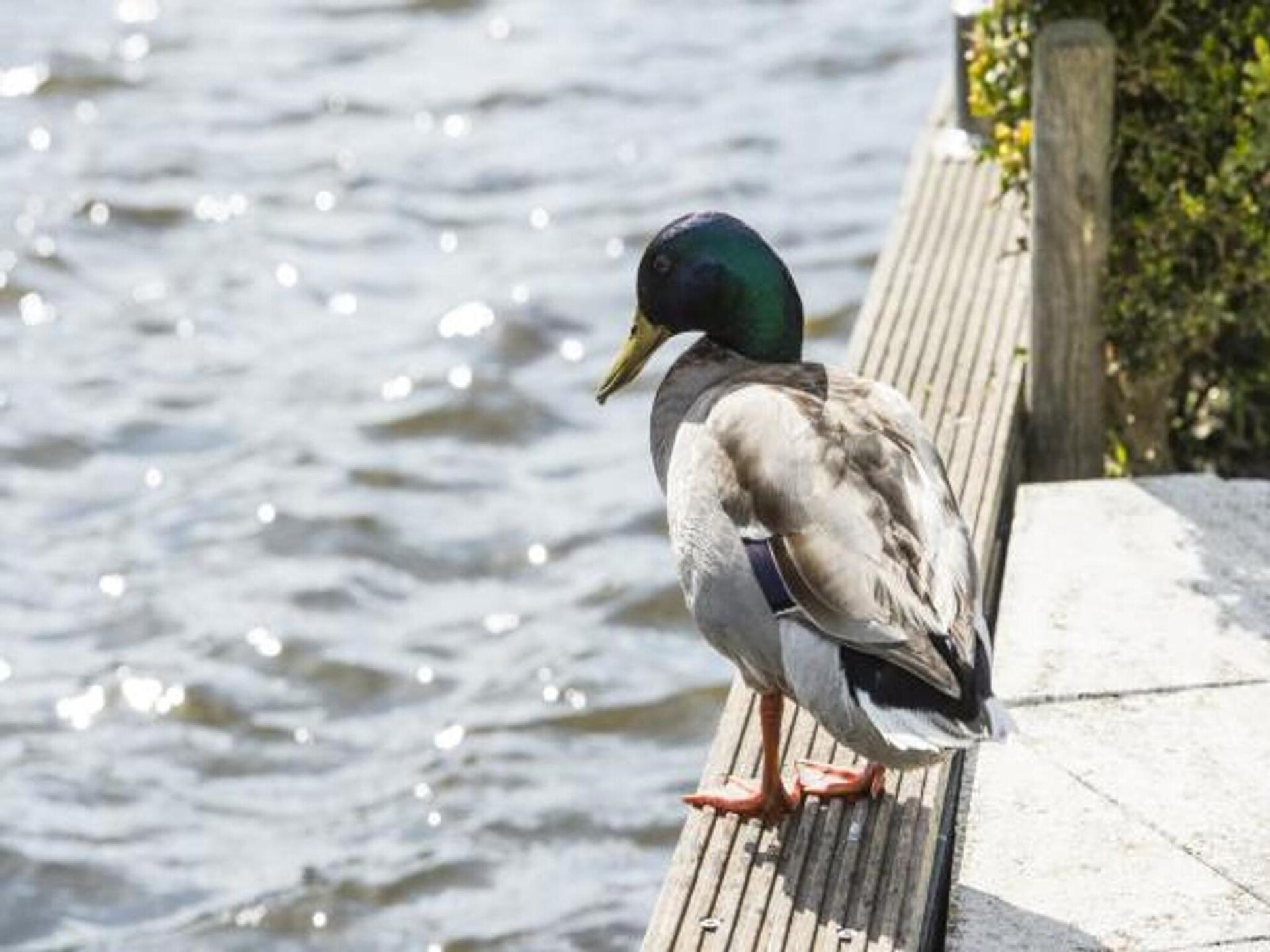 Family House Loosdrecht: ruim vakantiehuis voor 12 personen aan de meren - foto 23