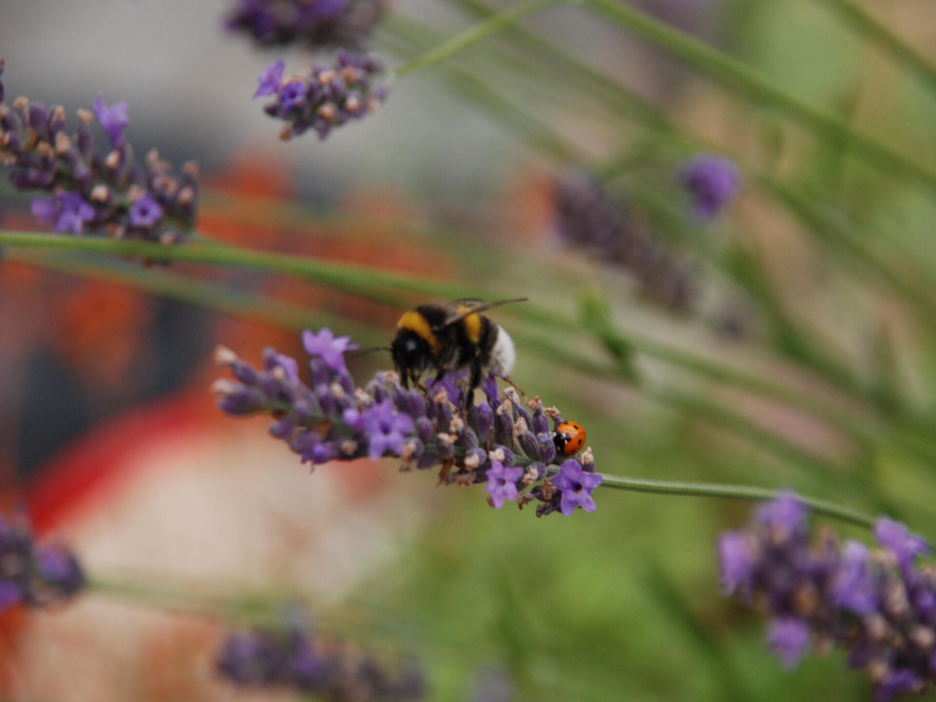6-persoons stacaravan aan het meer in Dabel · 6 pers. - foto 38