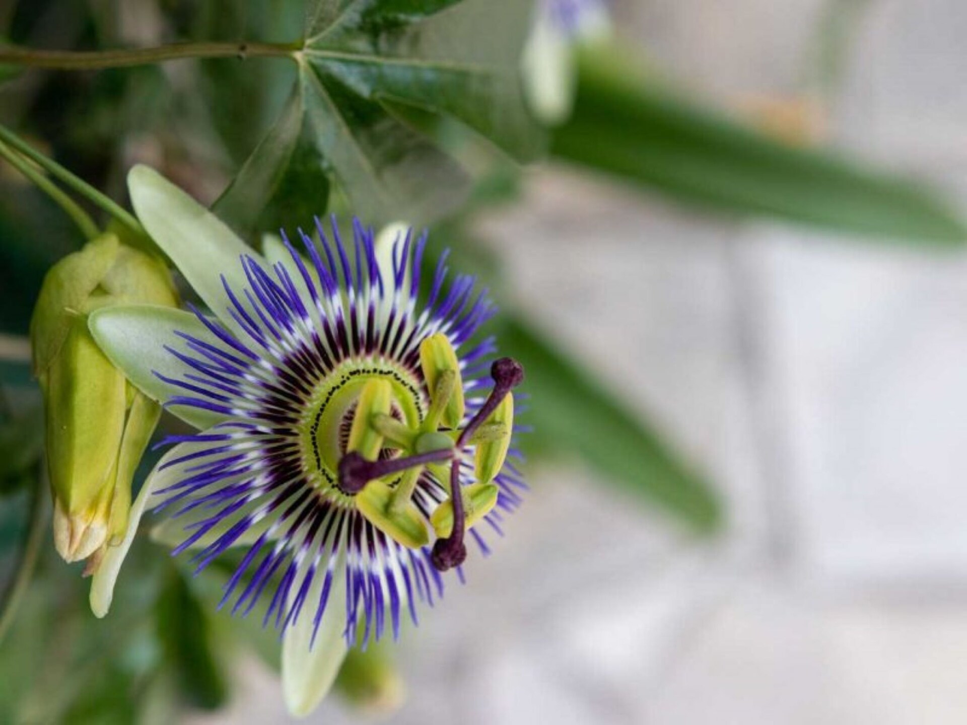 La Pascaline: 4-sterren landhuis met tuin nabij Cannes en Nice - foto 19