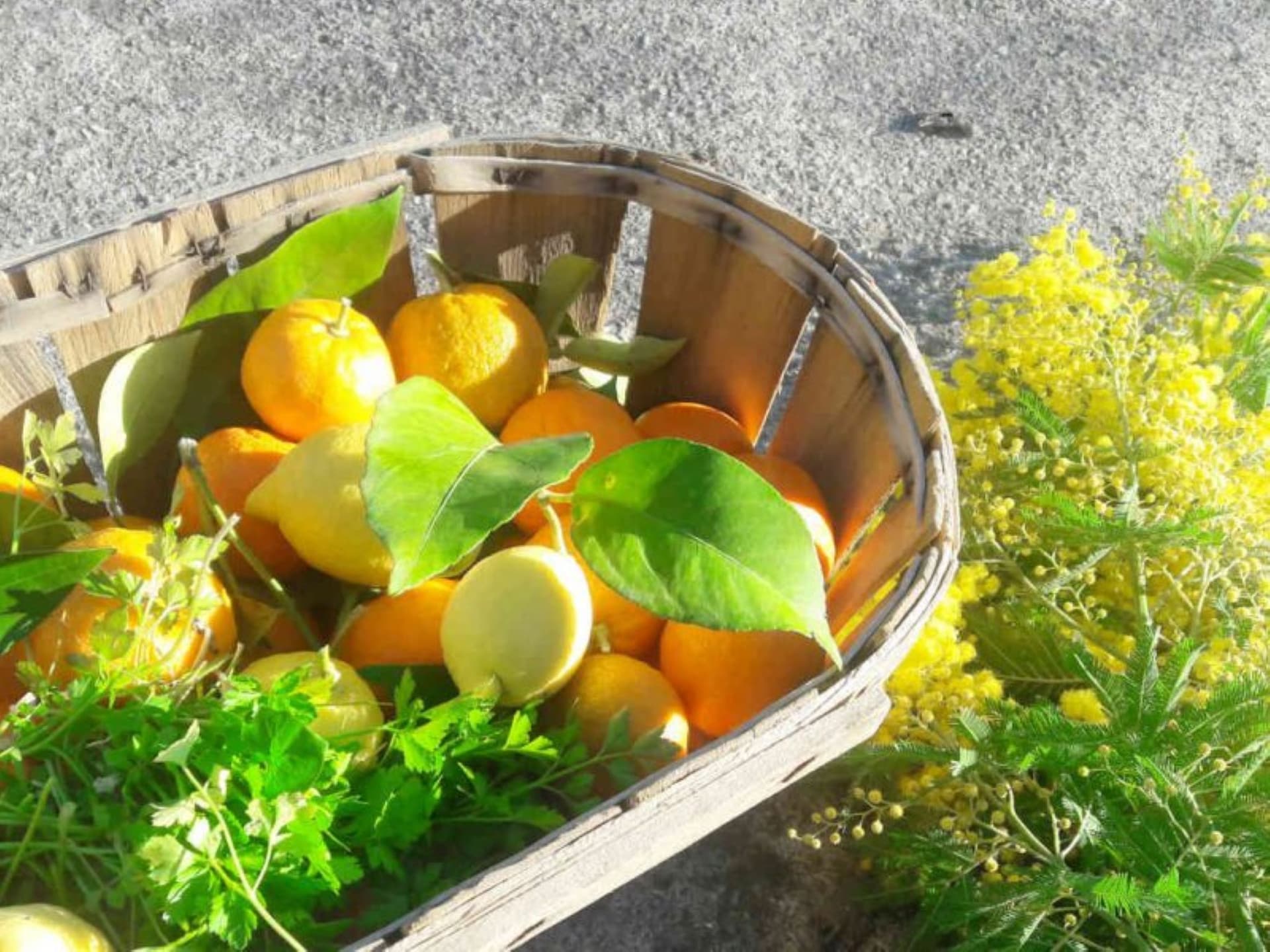 La Pascaline: 4-sterren landhuis met tuin nabij Cannes en Nice - foto 21