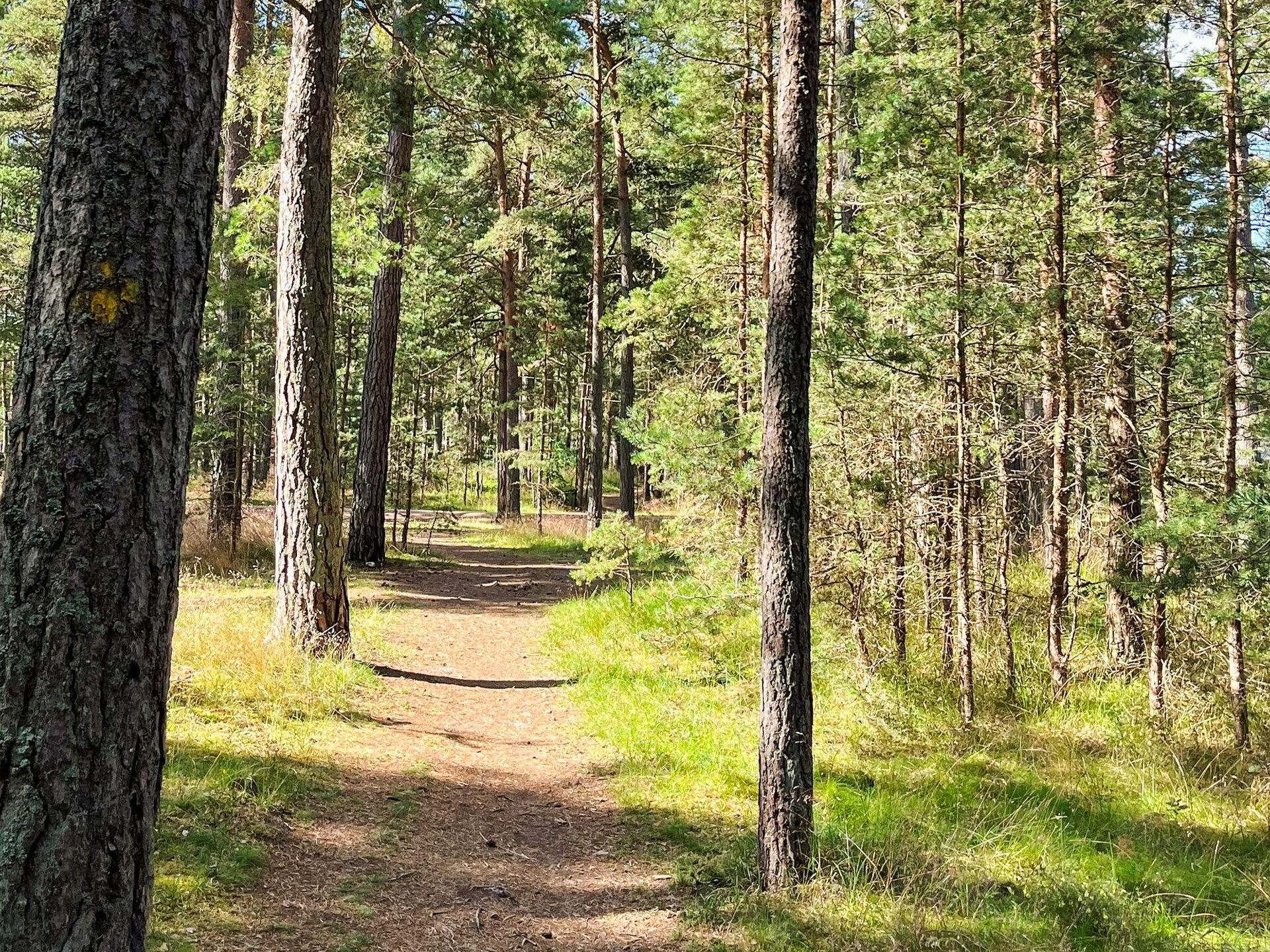 Zweeds vakantiehuis aan de golfbaan, 850m van het strand van Yngsjö - foto 30