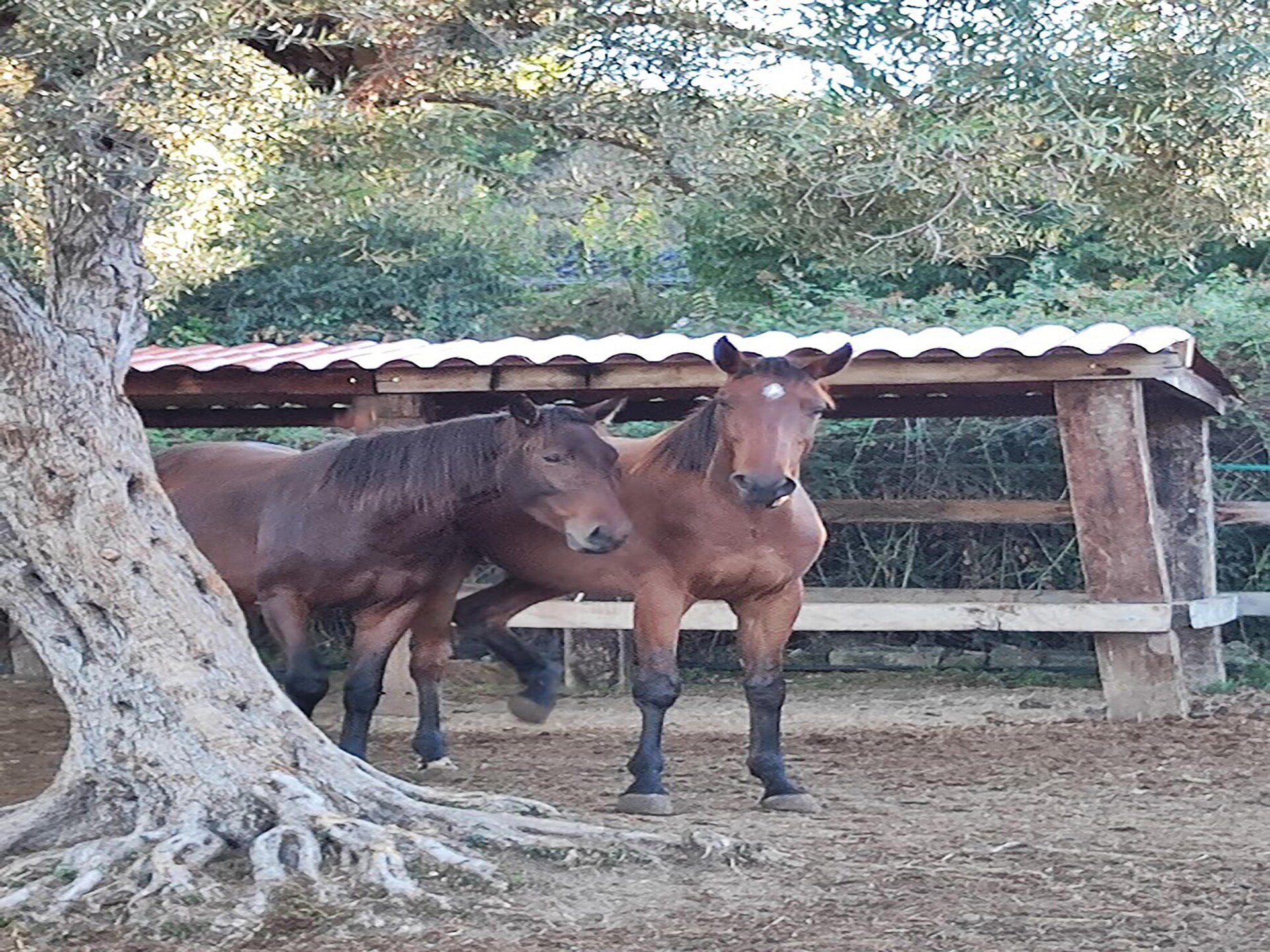 Vakantiehuis met privézwembad in Siracusa voor 8 personen - foto 2