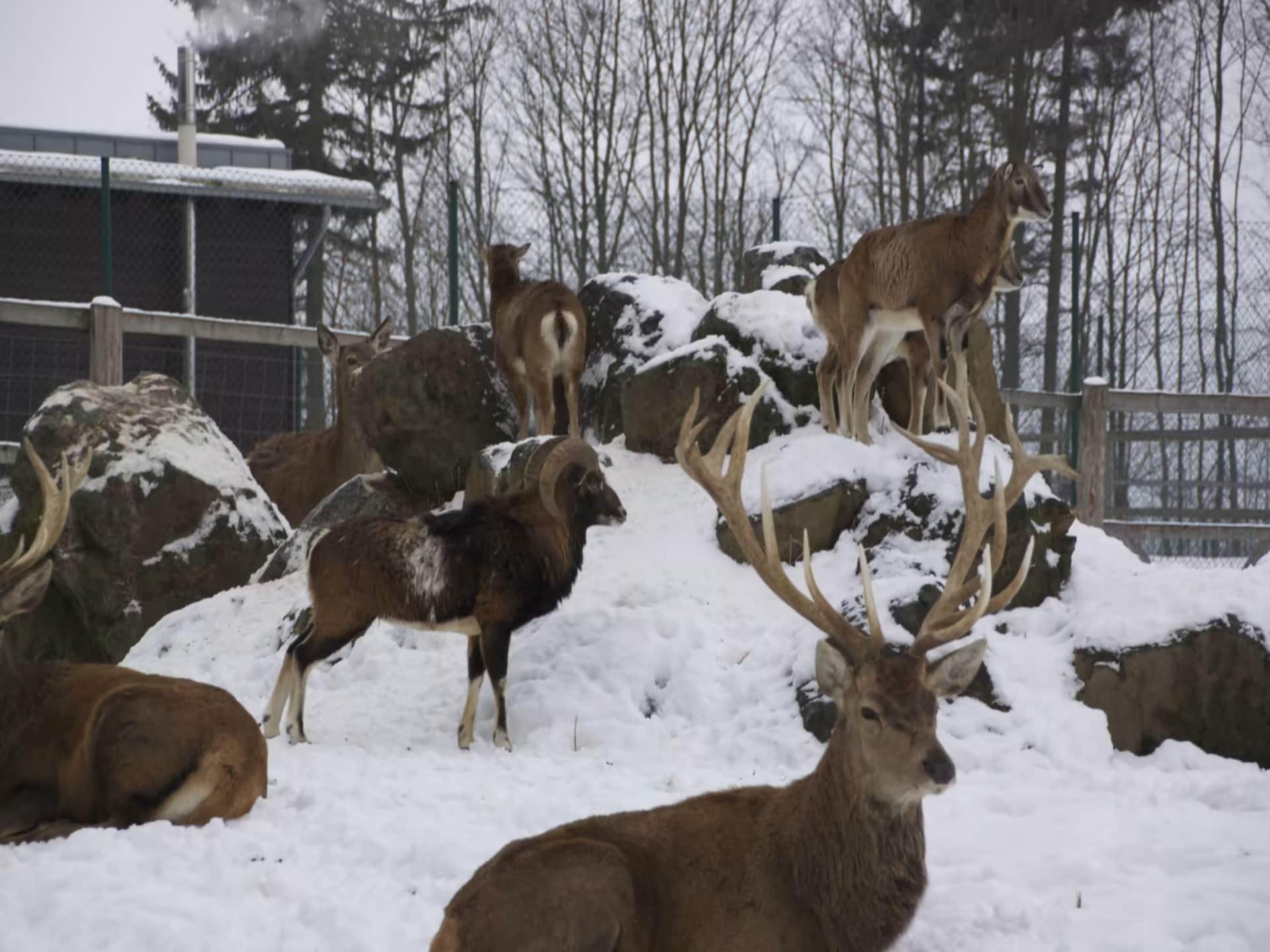 Sfeervol vakantiehuis in Finse blokhutstijl in Benneckenstein - foto 23