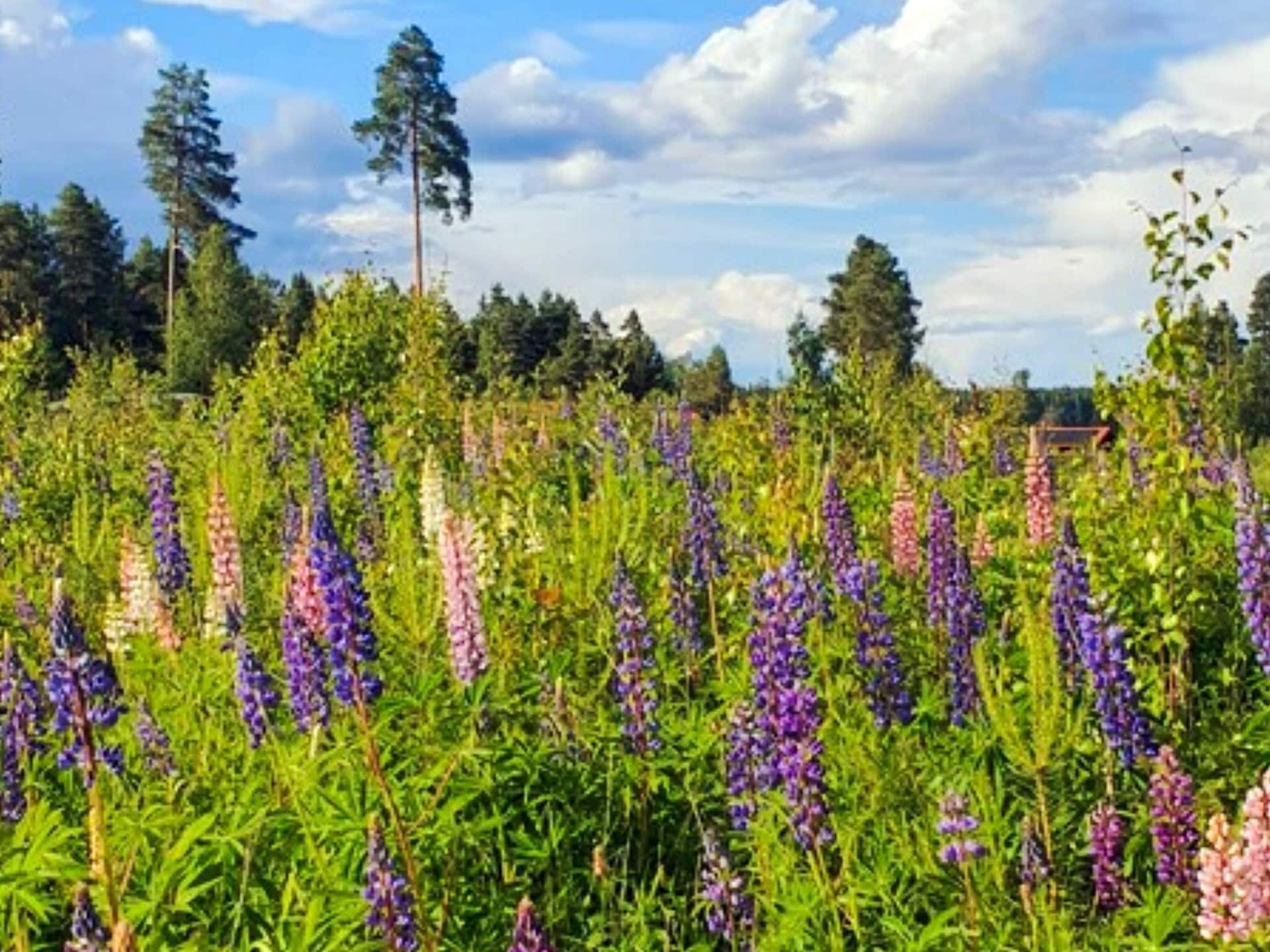 6-persoons vakantiehuis op Sollerön vlak bij het meer - foto 6