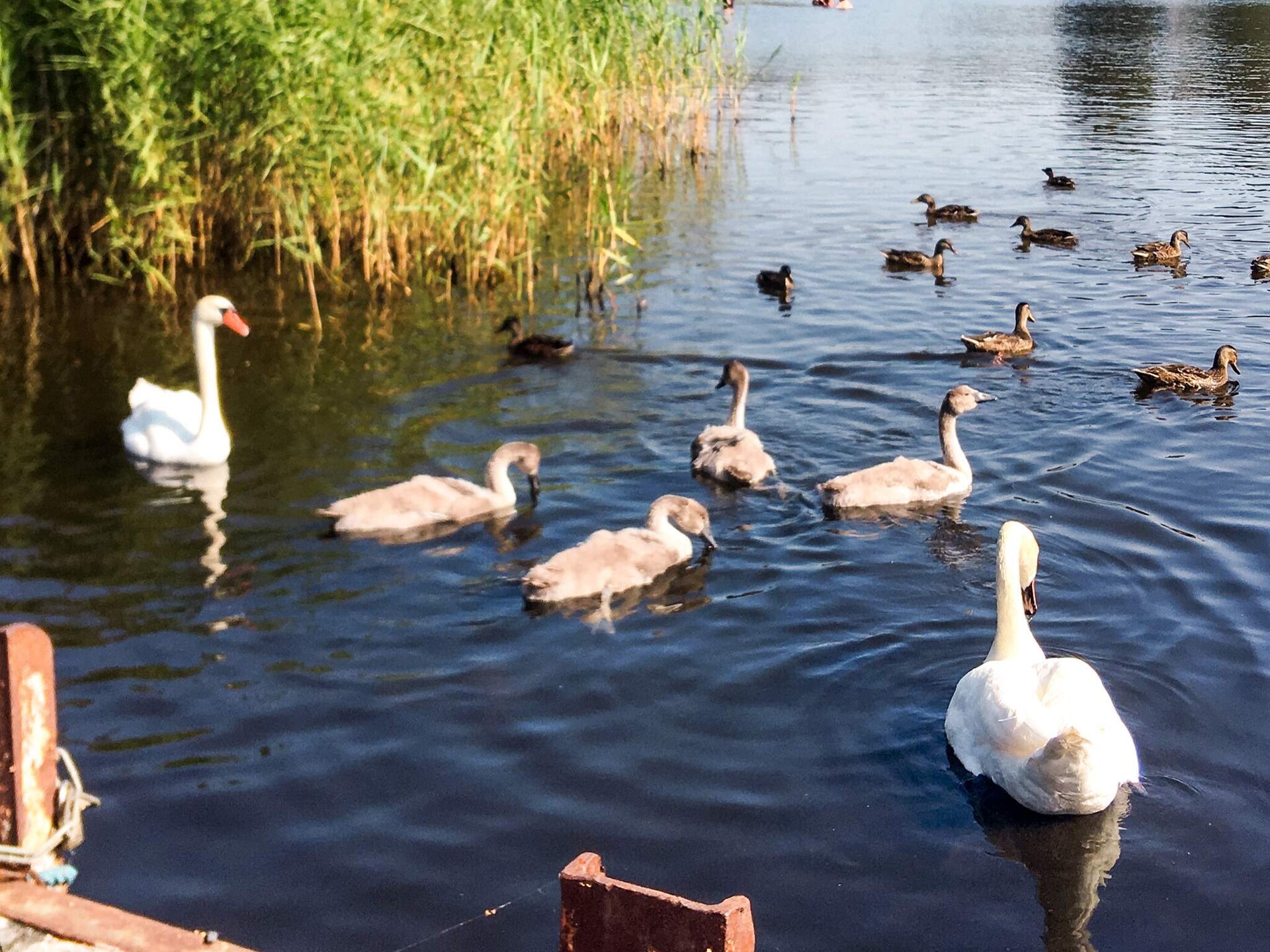 6-persoons vakantiehuis aan zee in Sölvesborg · 60 m² - foto 28