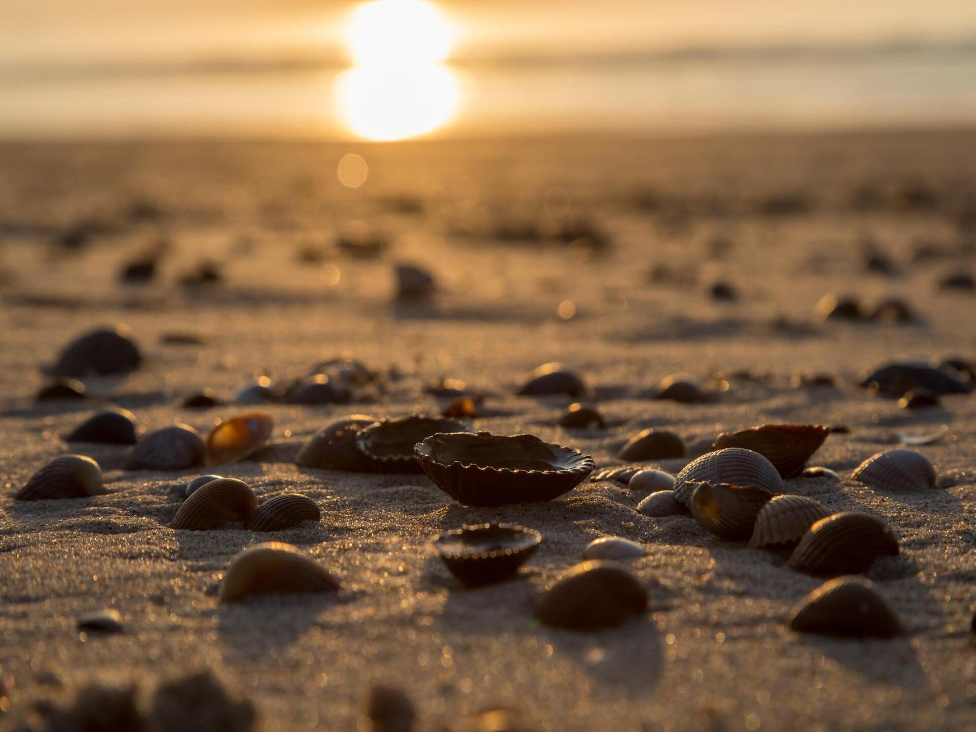 Strandhuisje Dishoek: slapen met zeezicht en directe strandtoegang - foto 14