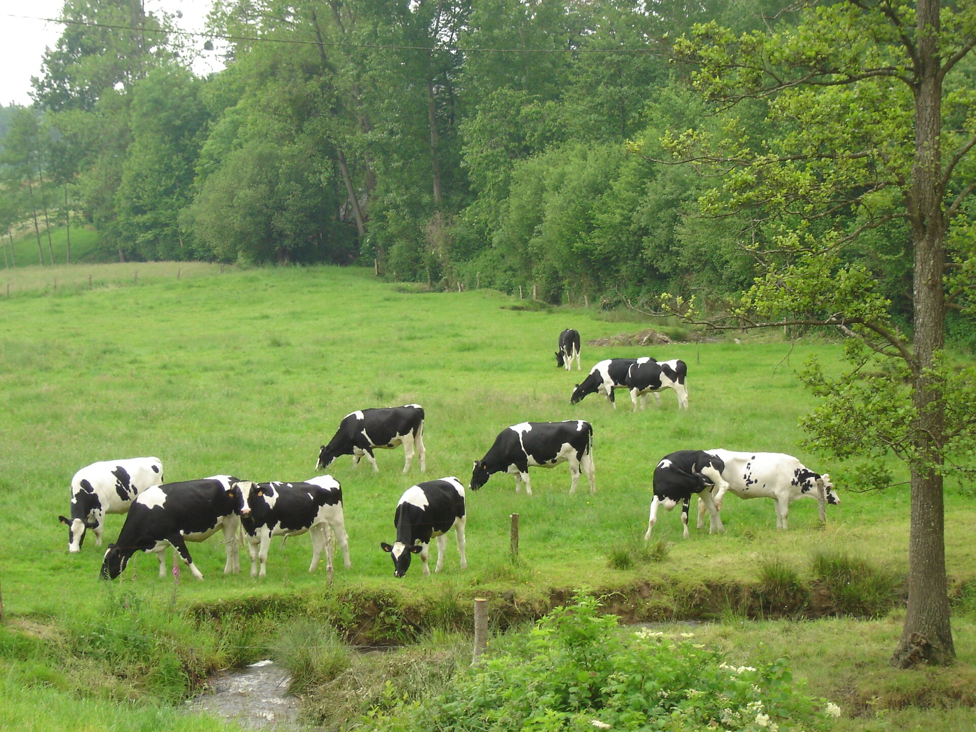 Landhuis Riviera: 10-persoons bosvilla in Montgothier met grote tuin - foto 27