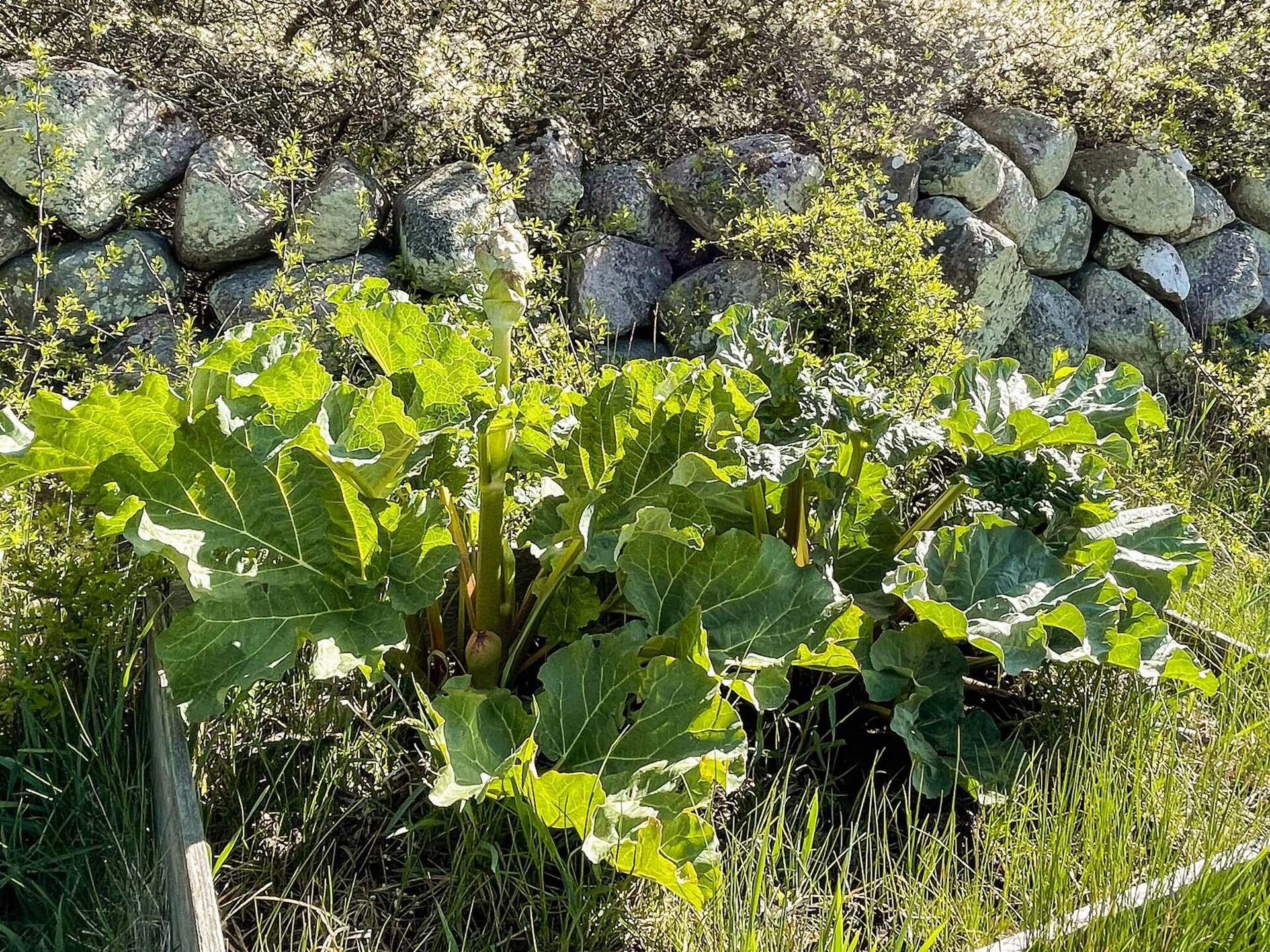4-persoons vakantiehuis in Borgholm op 650 m van zee - foto 18