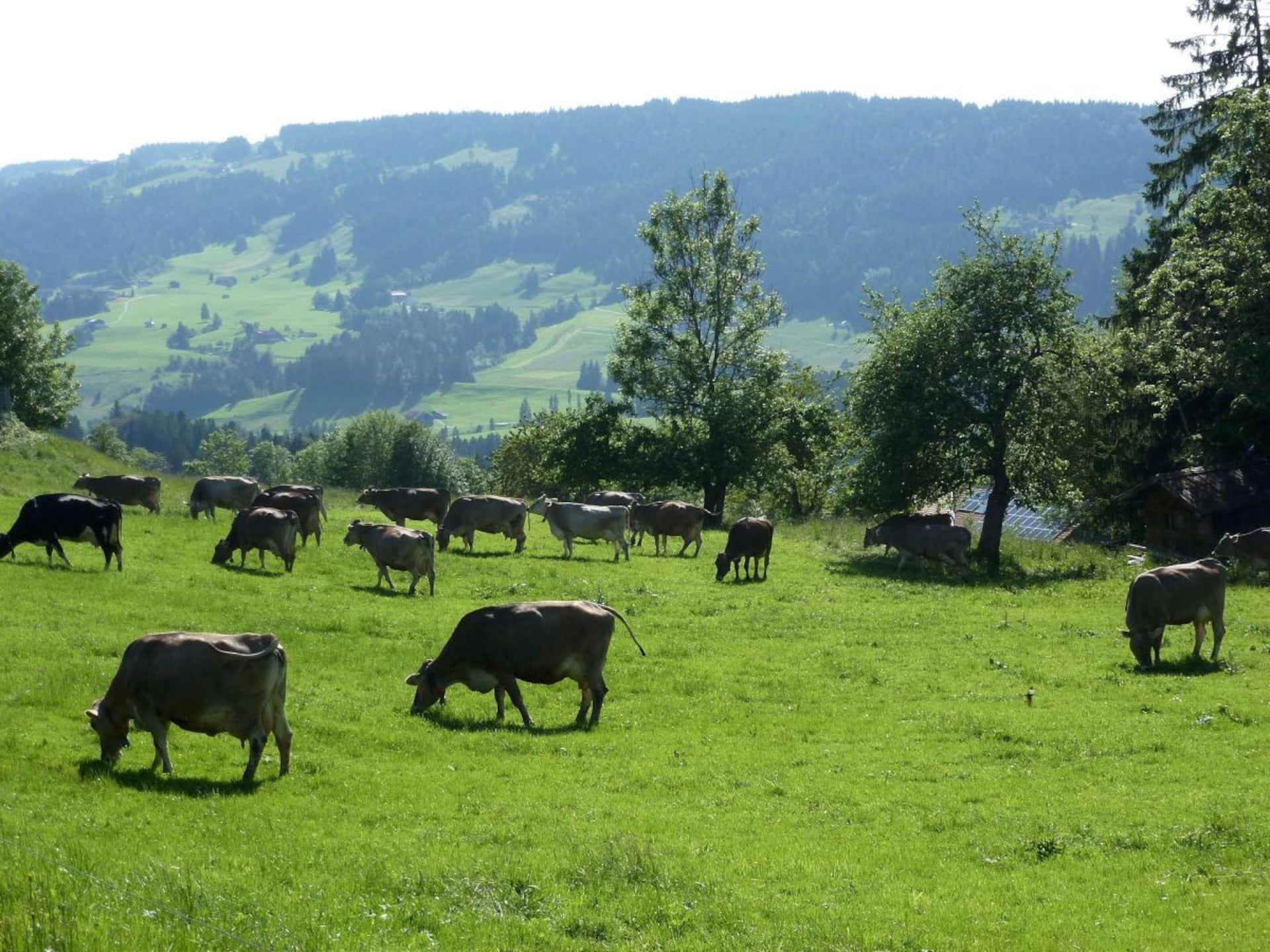 4-persoons vakantiehuis in Oberstaufen nabij de piste - foto 19