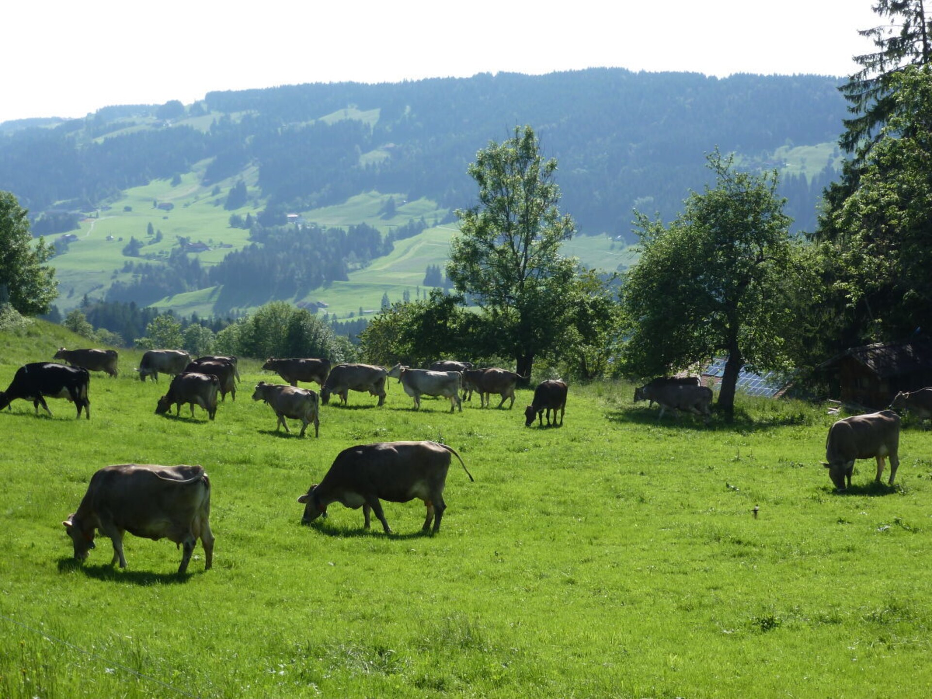 4-persoons vakantiehuis in Oberstaufen nabij de piste - foto 30