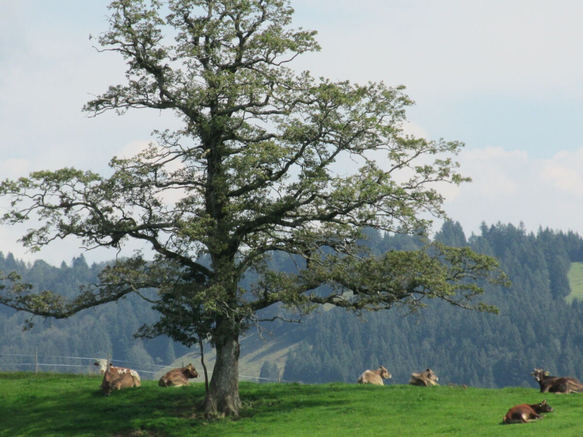 4-persoons vakantiehuis in Oberstaufen nabij de piste - foto 31