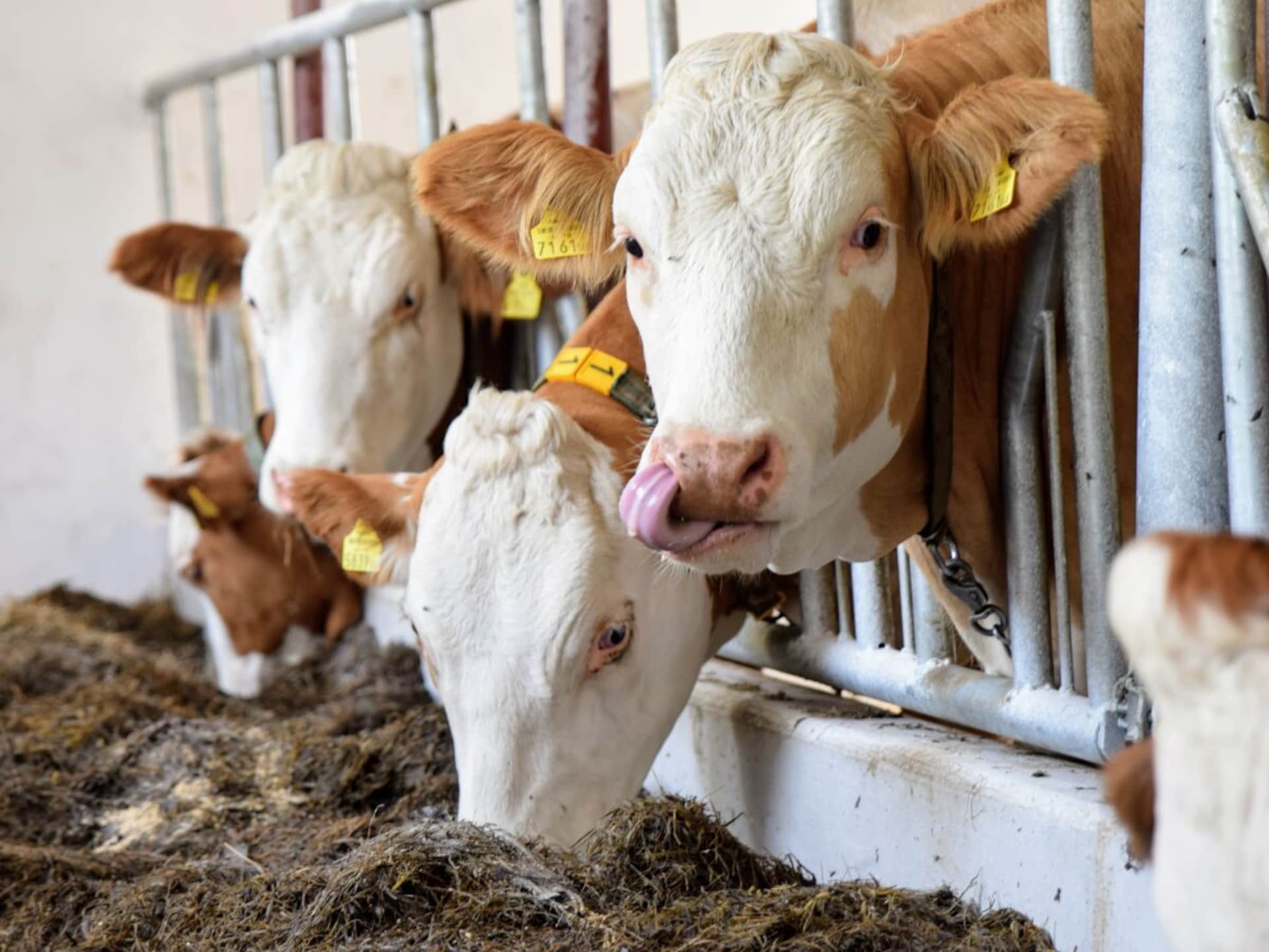 Op 1,0 km van de piste: Ruime boerderij in Sankt Martin am Ybbsfelde - foto 22