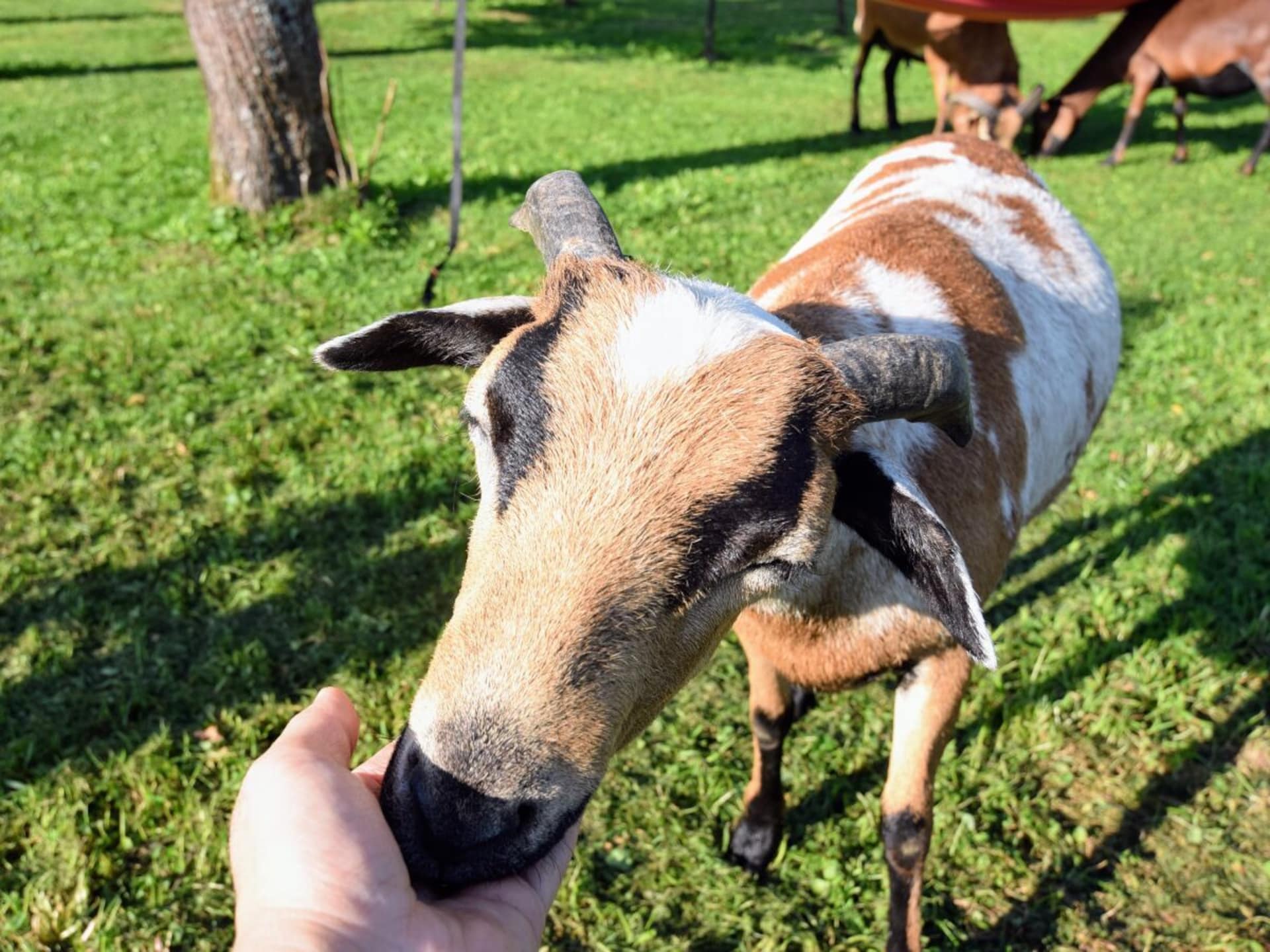 Op 1,0 km van de piste: Ruime boerderij in Sankt Martin am Ybbsfelde - foto 25