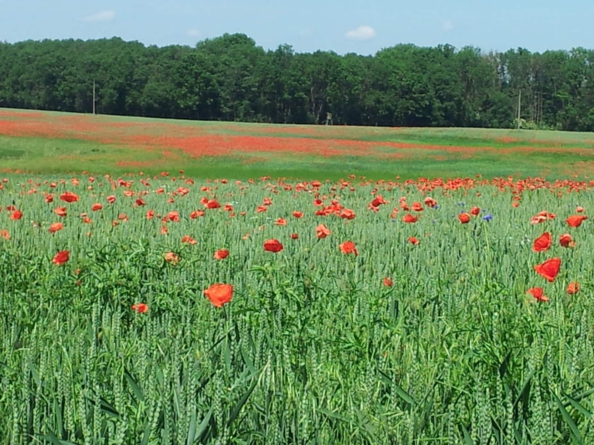 Rustiek vakantiehuis met natuurthema in Göhren-Lebbin - foto 18