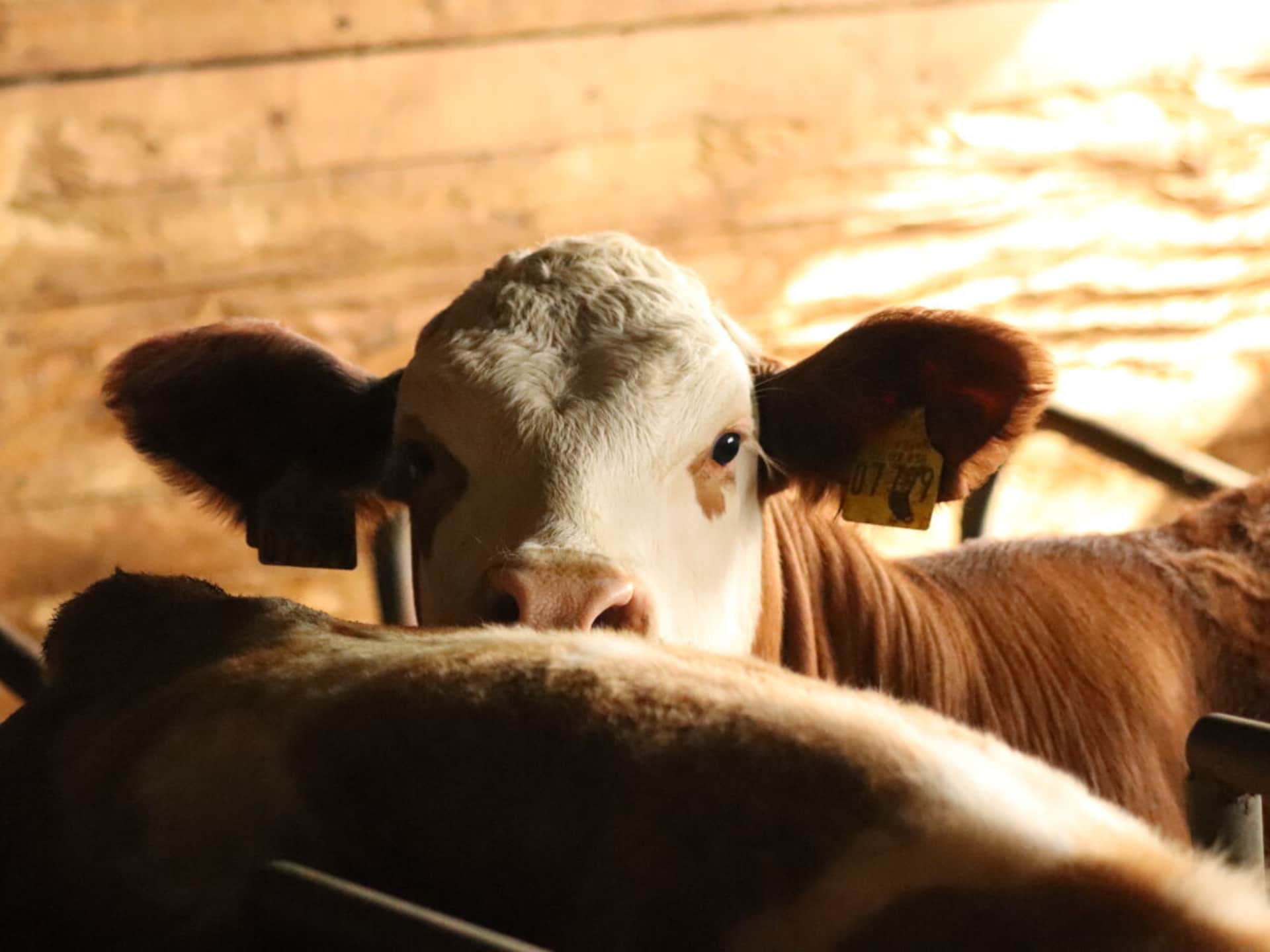 Centraal gelegen boerderij in Neukirchen b.Hl.Blut voor 5 personen - foto 22