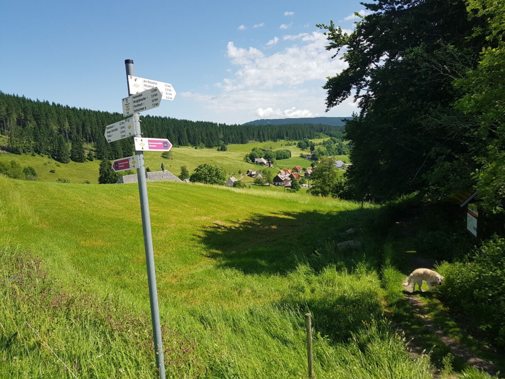 Rustiek appartement aan de bosrand in Friedenweiler met wellnessbadkamer - foto 34