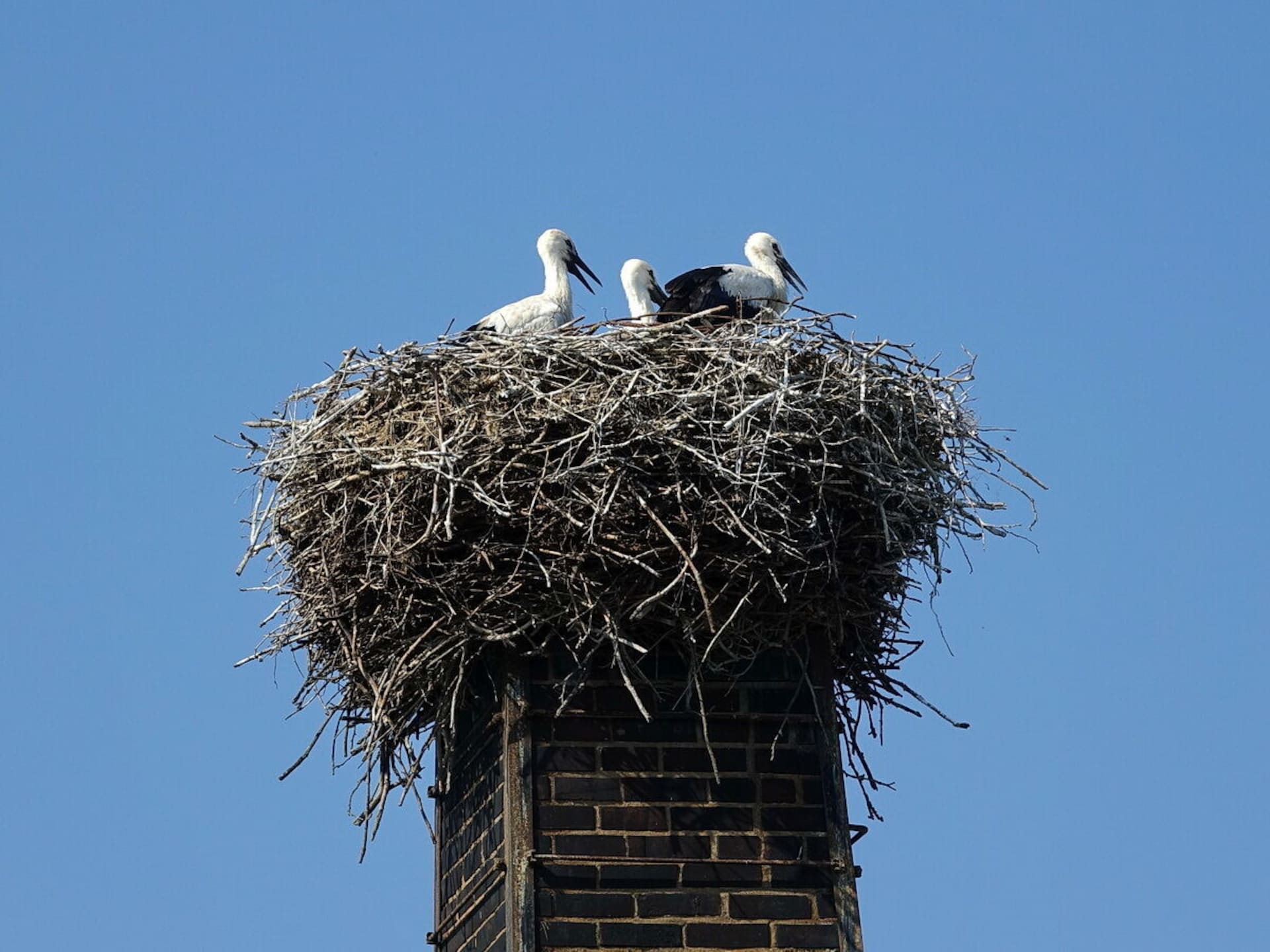 Ruim vakantiehuis in Hamburg met balkon en uitzicht - foto 24