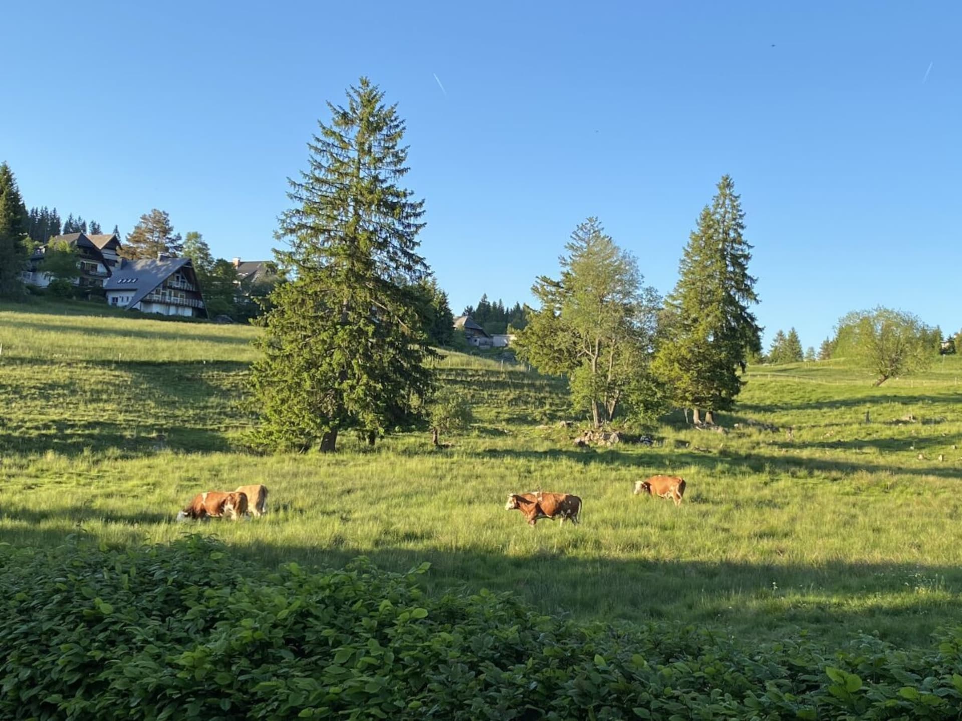 Op 800m van het centrum: modern vakantiehuis in Schluchsee - foto 19
