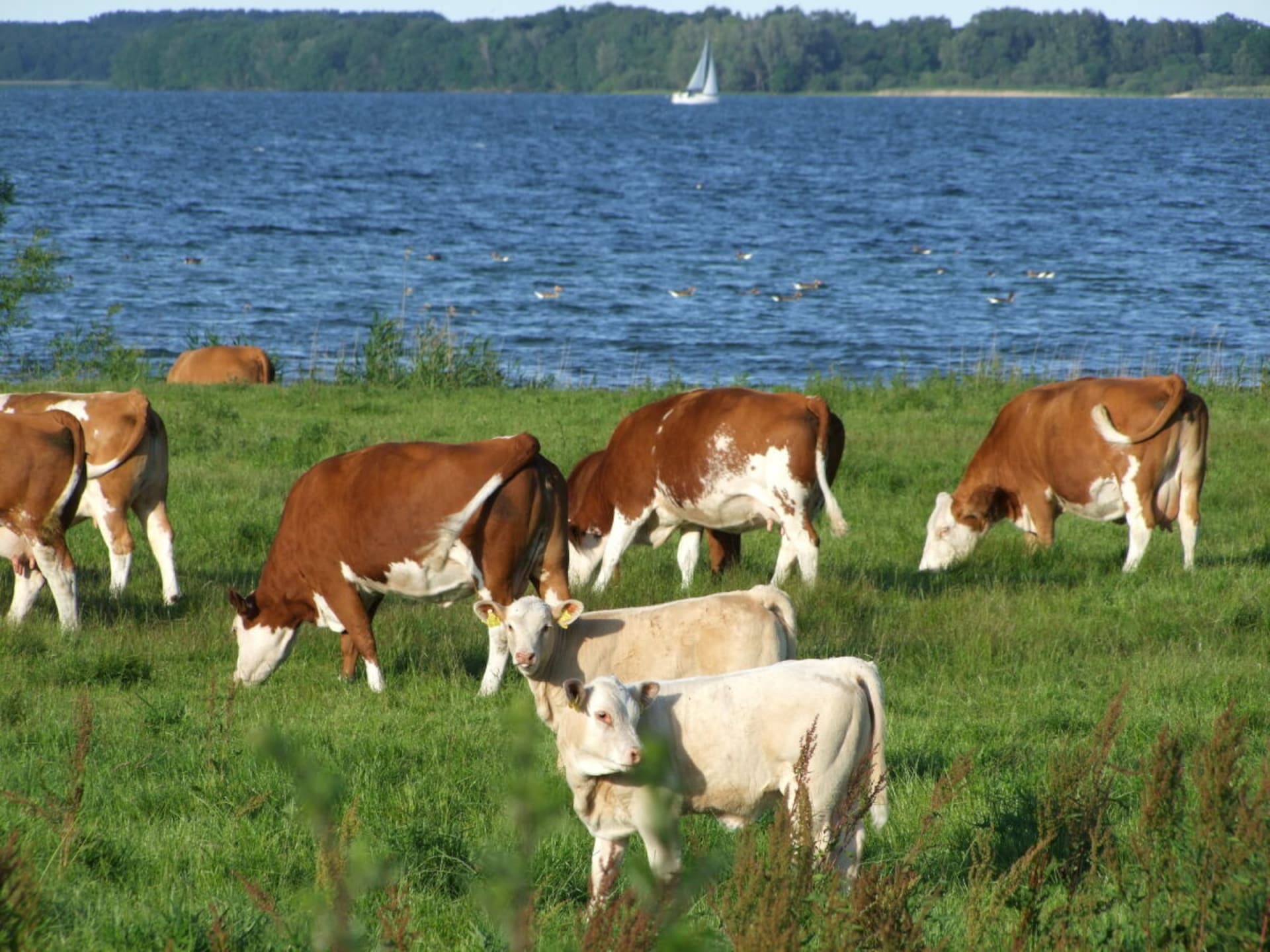 4-persoons vakantiehuis in het centrum van Röbel / Müritz - foto 25