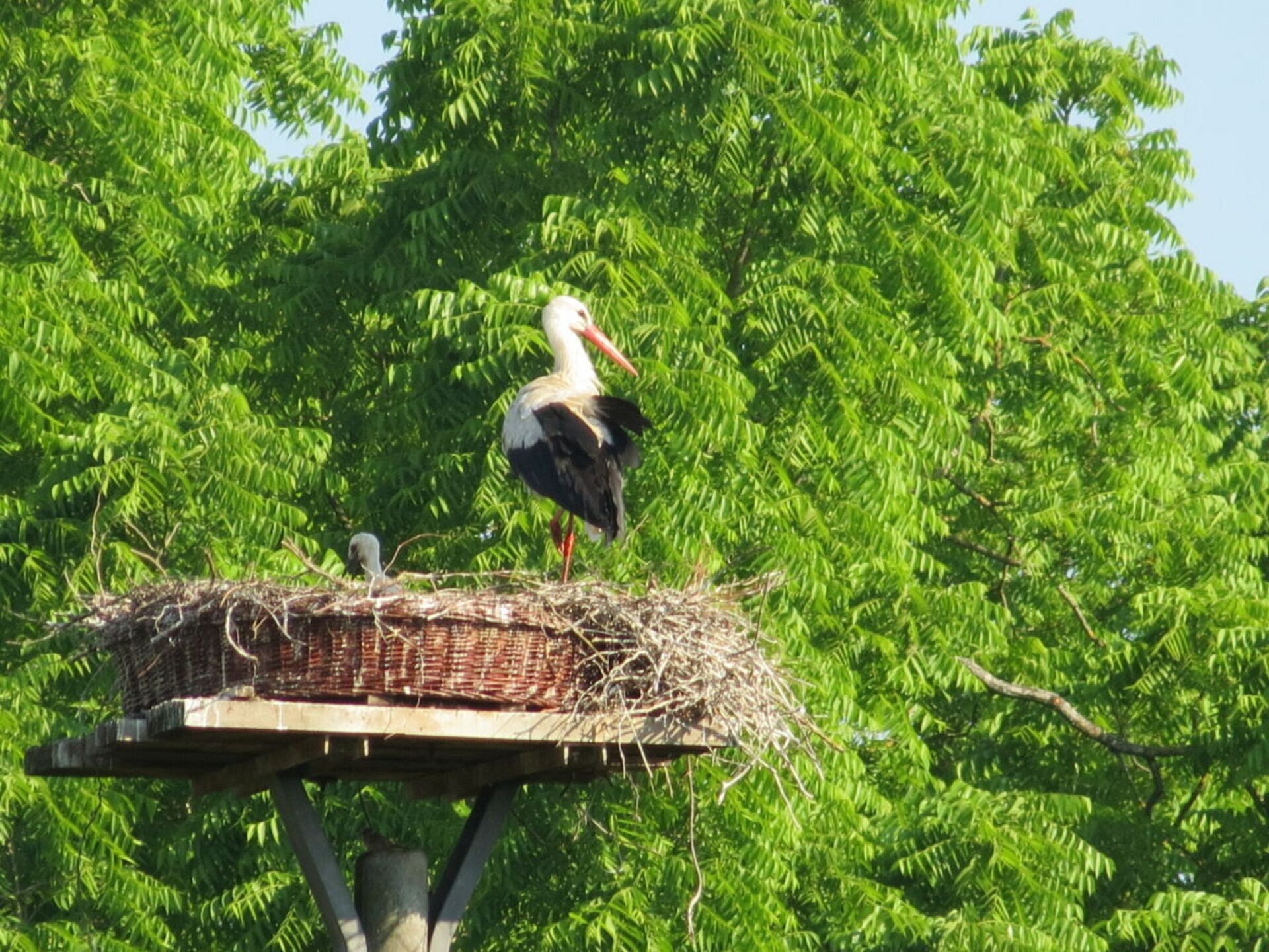 230 jaar oude sfeervolle boerderij in het glooiende Holstein, 200m van centrum - foto 29
