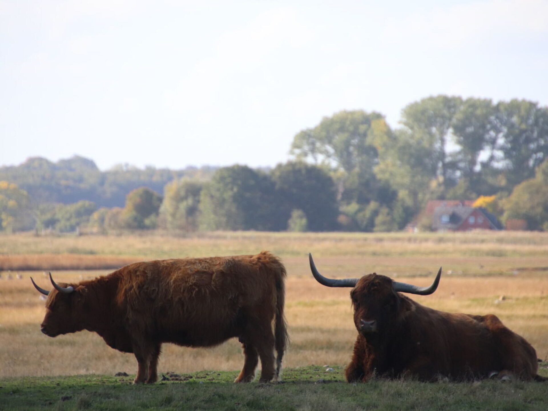 230 jaar oude sfeervolle boerderij in het glooiende Holstein, 200m van centrum - foto 36