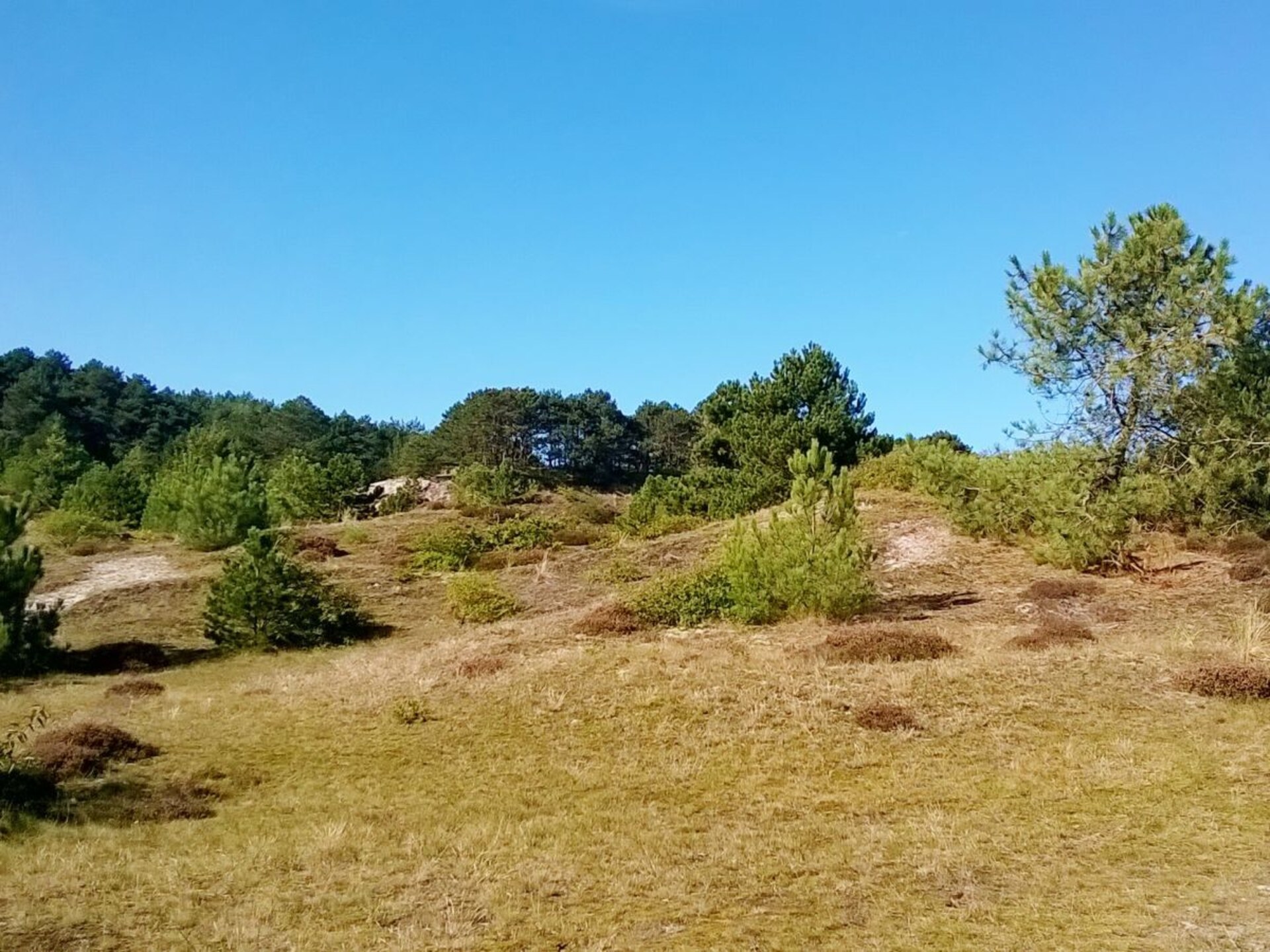 5-persoons vakantiehuis in Petten op 5-sterrenpark De Watersnip - foto 18