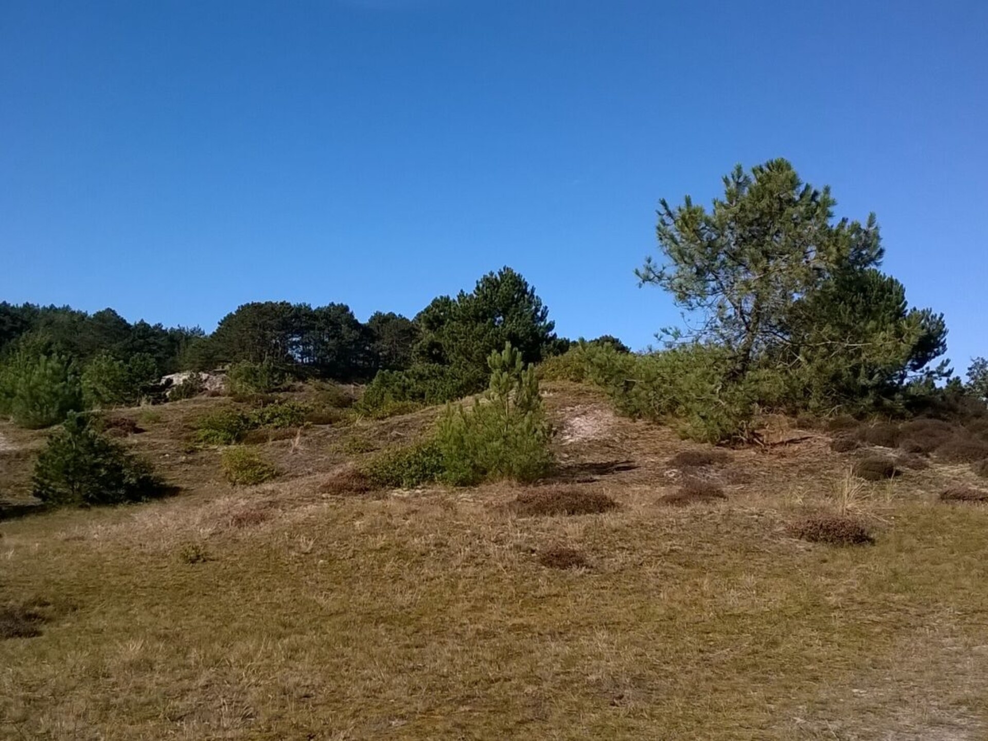 5-persoons vakantiehuis in Petten op 5-sterrenpark De Watersnip - foto 20