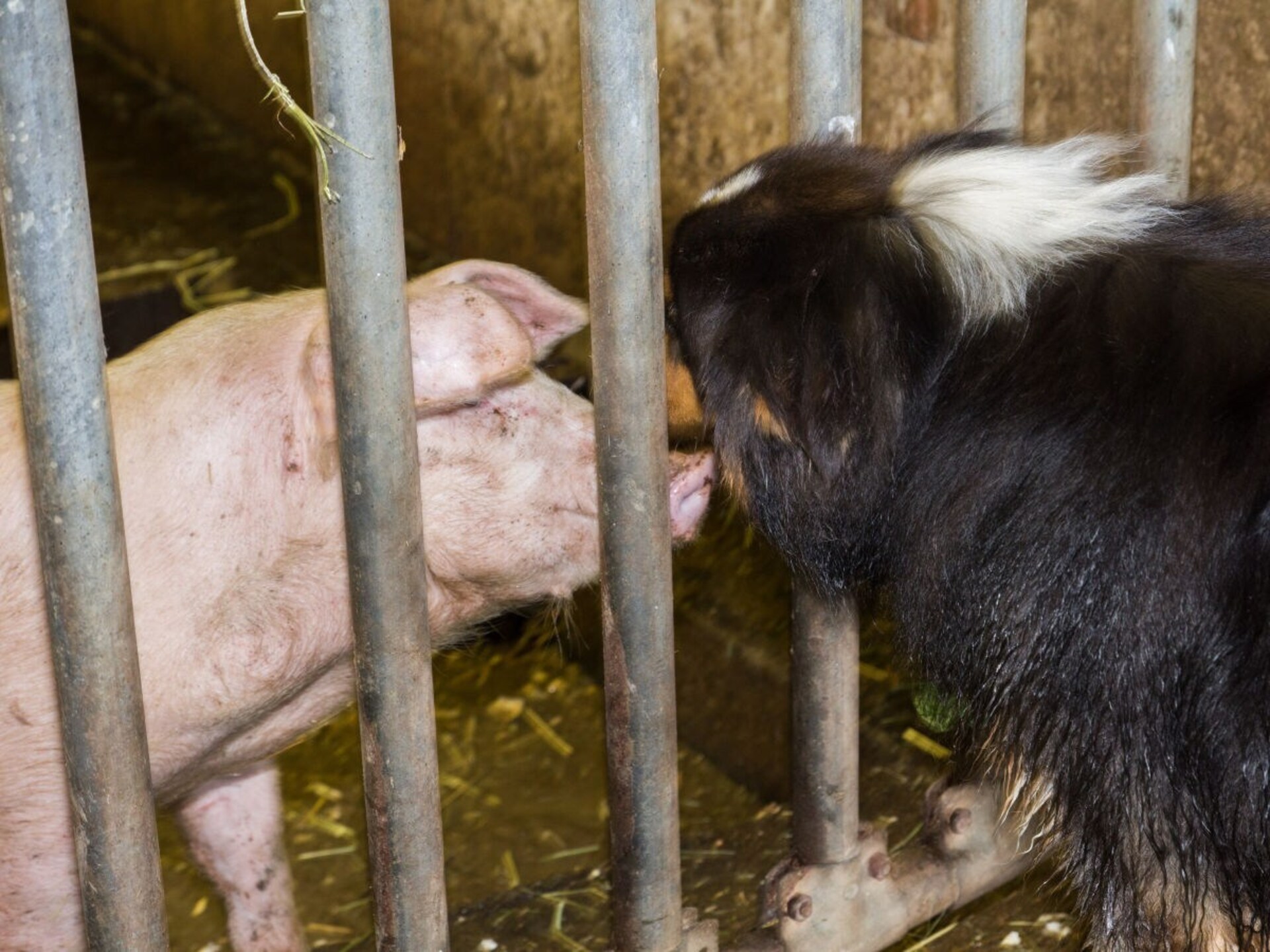 Sfeervol vakantiehuis met uitzicht op het Latemargebergte in Völs am Schlern - foto 8