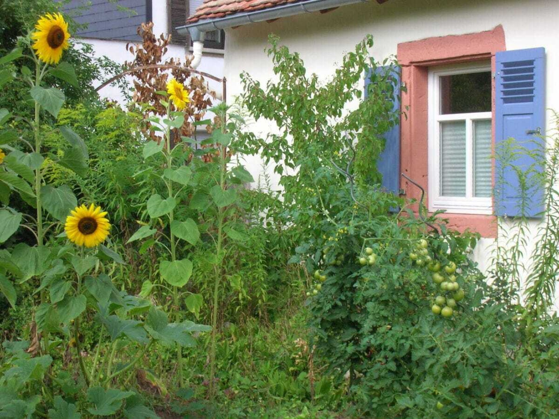 Authentiek vakantiehuis voor 6 in Maikammer met uitzicht op het Paltserwoud - foto 4