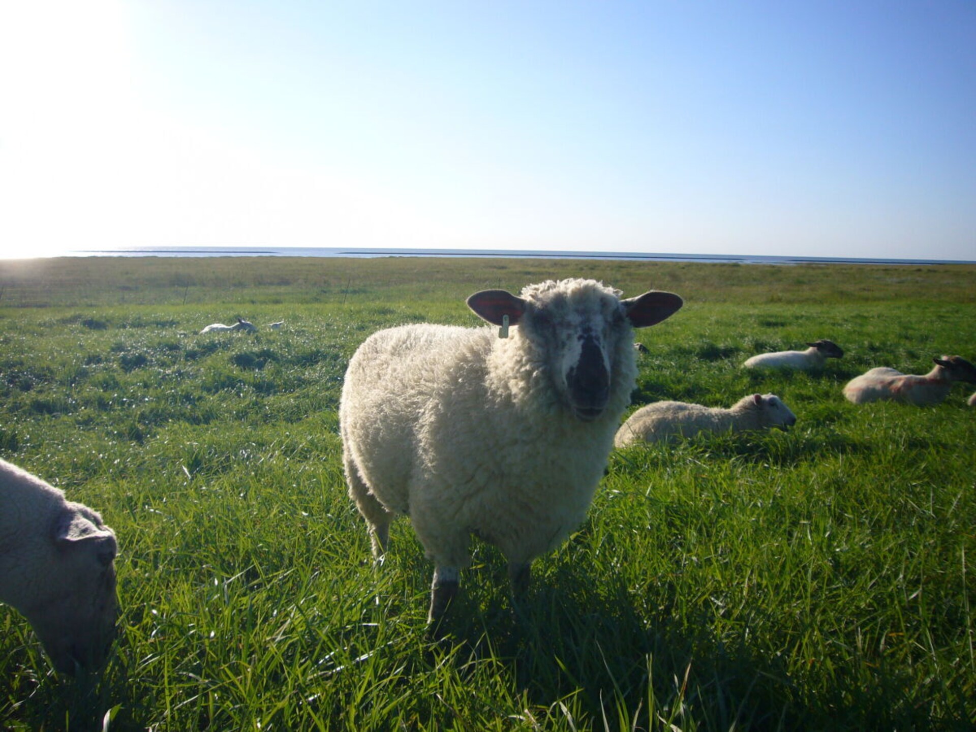 Stijlvol appartement aan de Waddenzeedijk bij Nordholz - foto 35