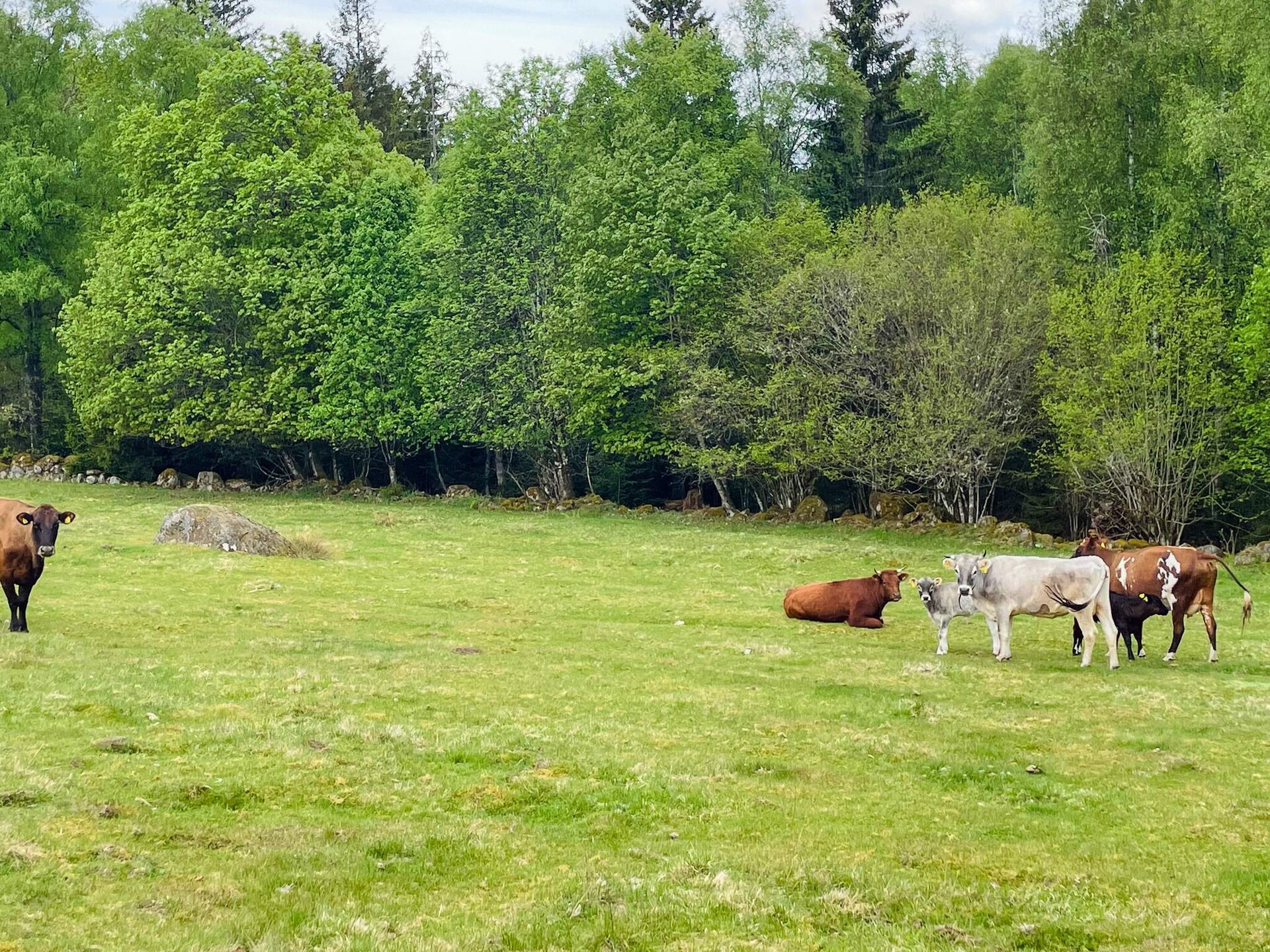 Vrijstaand vakantiehuis aan de golfbaan in de bossen van Småland - foto 5