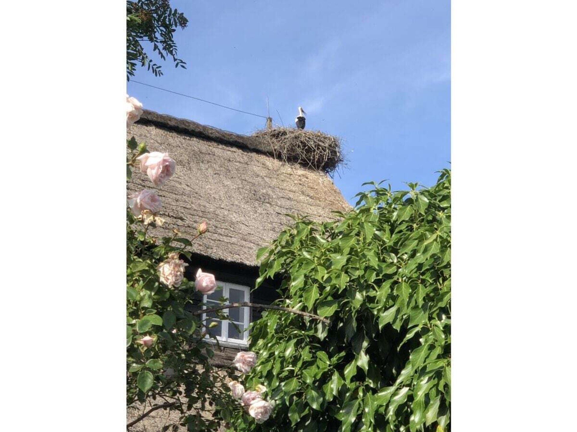 Ecologisch vakantiehuis op historische boerderij nabij Hitzacker - foto 31