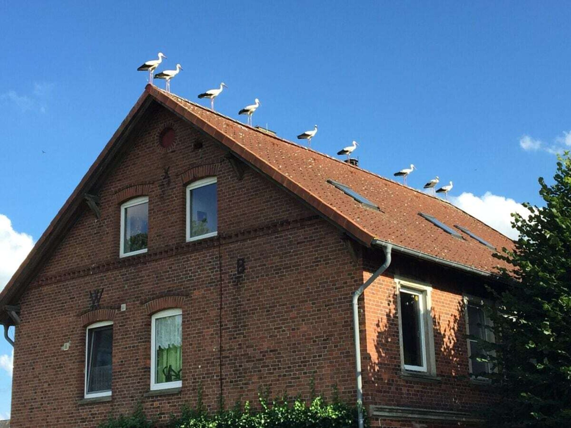 Ecologisch vakantiehuis op historische boerderij nabij Hitzacker - foto 38