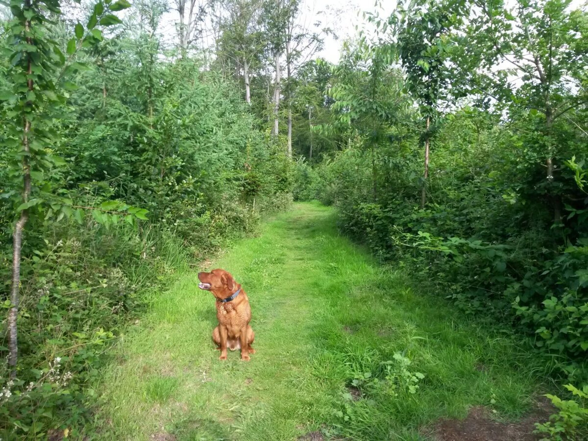 Ruim 6-persoons vakantiehuis met bos & weide, nabij Oostzee - foto 31